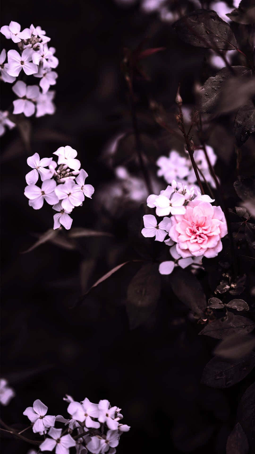 為你的 iPhone 裝扮出優雅粉紅美學風貌 壁紙 — 嬌嫩的粉紅色和白色花朵在深紫色葉子的陰暗背景下柔和綻放。