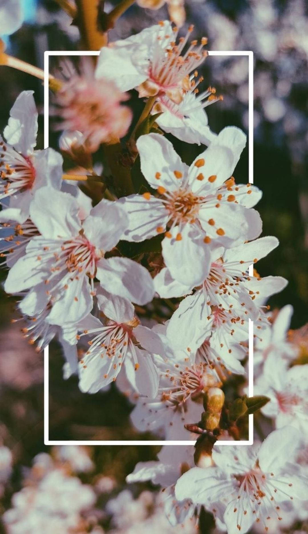 繽紛紫色春季花朵為您的 iPhone 增添亮點 壁紙 — 特寫鏡頭：白色矩形框內，柔和的模糊背景上，精緻的白色櫻花帶有粉紅色雄蕊。