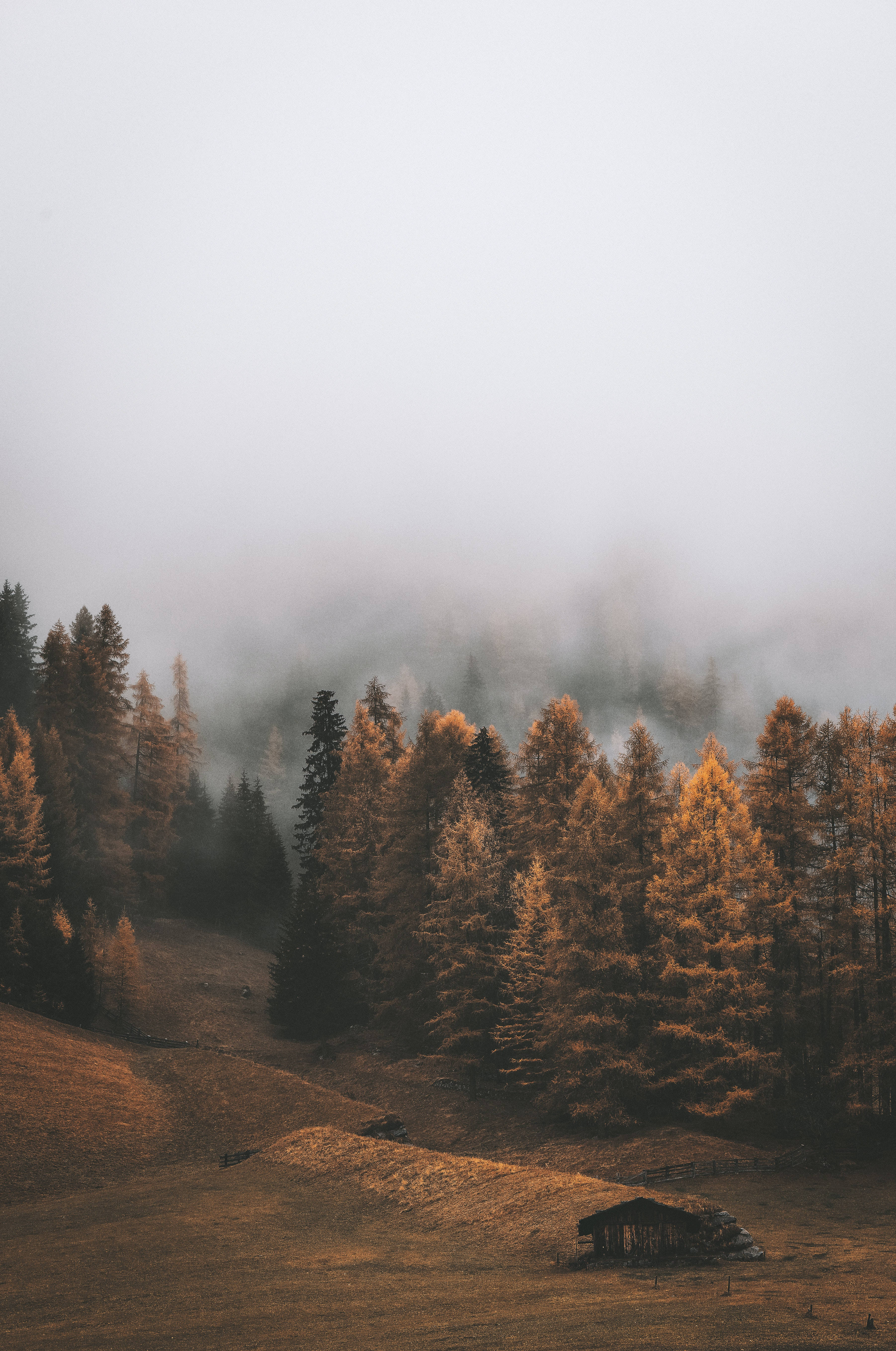 秋日森林雲霧 iPhone 壁紙 — 一座孤獨的木屋坐落在迷霧秋林中，金色樹木與柔和灰天。