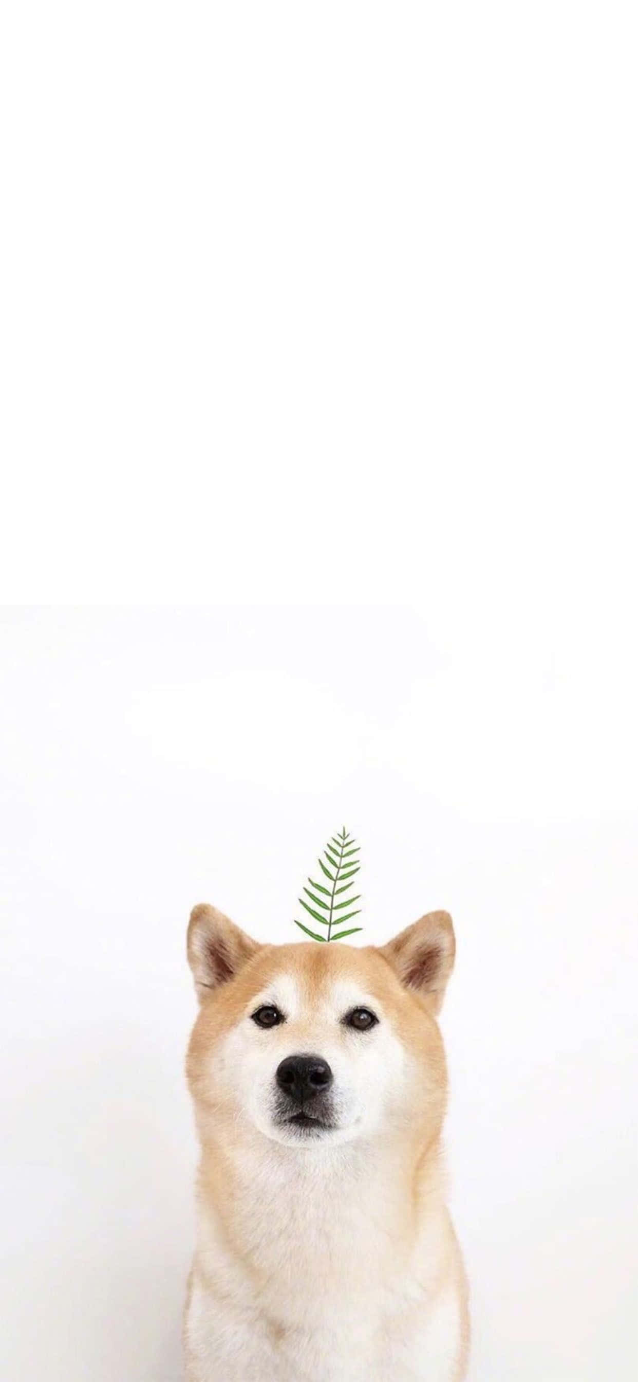 用呢個可愛動物 iPhone 靚靚 wallpaper 親近大自然 壁紙 — 一隻柴犬頭上頂著一片綠色蕨葉，背景為純白色。