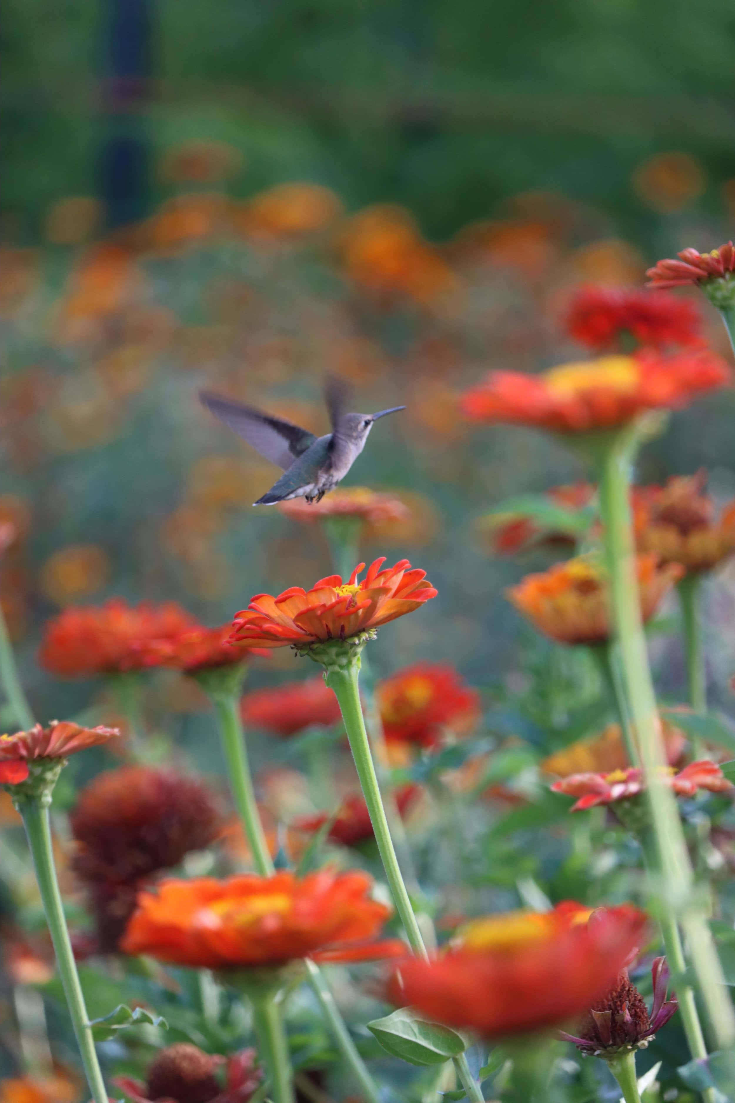 蜂鳥飛越花田 iPhone 壁紙 — 一隻蜂鳥在半空中盤旋，背景是模糊的花卉，前方是一片充滿活力的橙色百日菊田野。