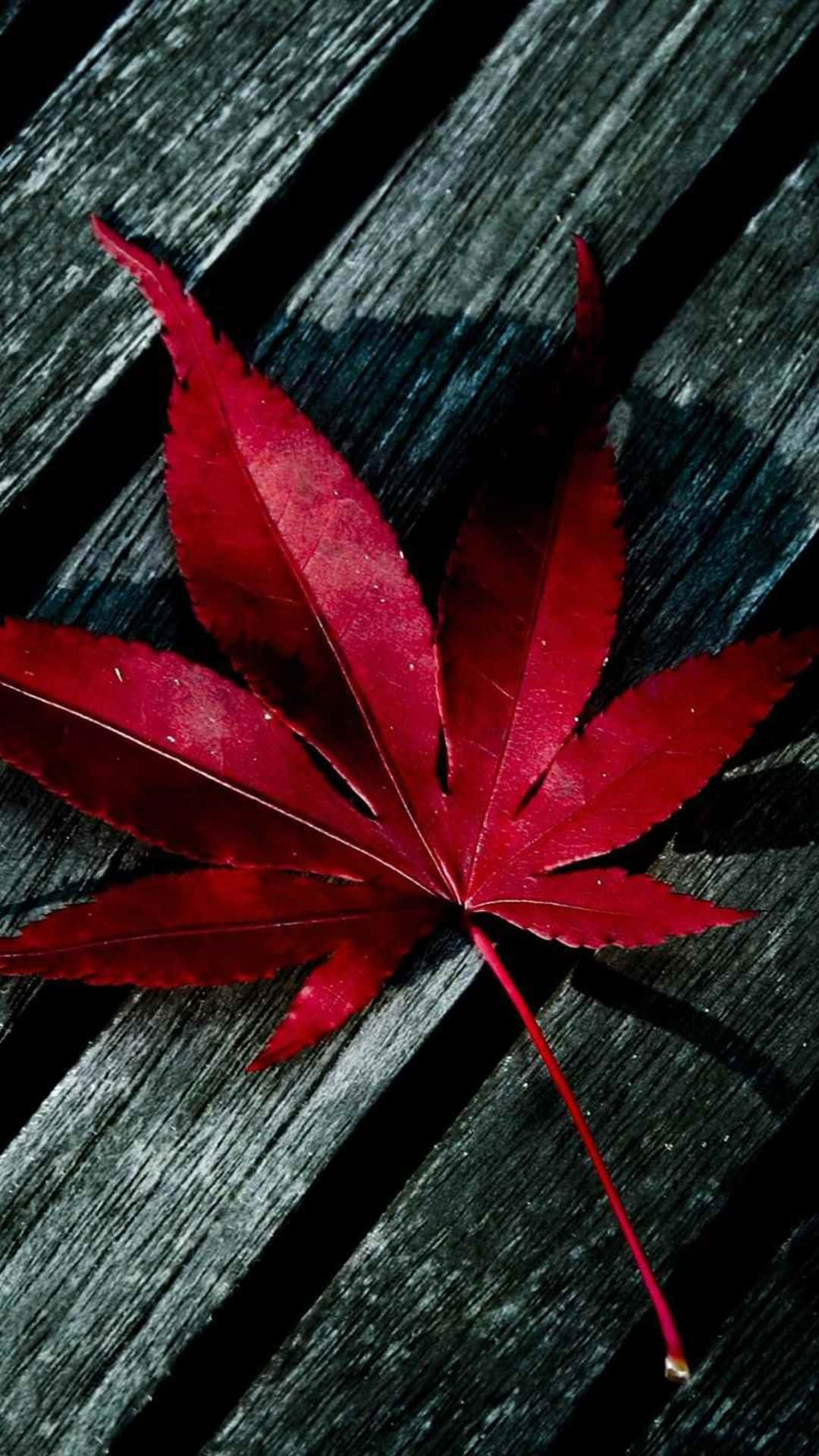 紅楓葉 iPhone X 壁紙 — 一片鮮紅的楓葉在戲劇性的燈光下，安放在深色風化的木板上。