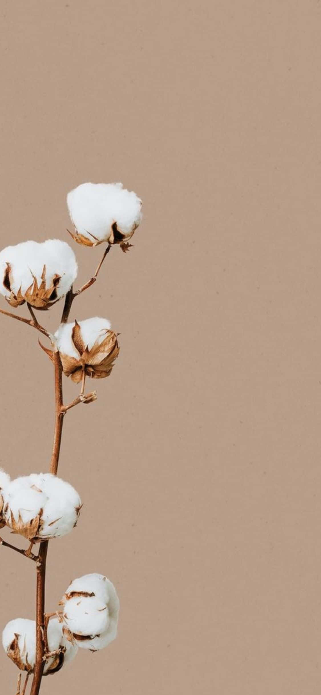 iPhone X 最簡約白色棉花花背景 壁紙 — 一株精緻的棉花植物，帶有蓬鬆的白色棉鈴和乾燥的棕色莖，立在純米色背景前。