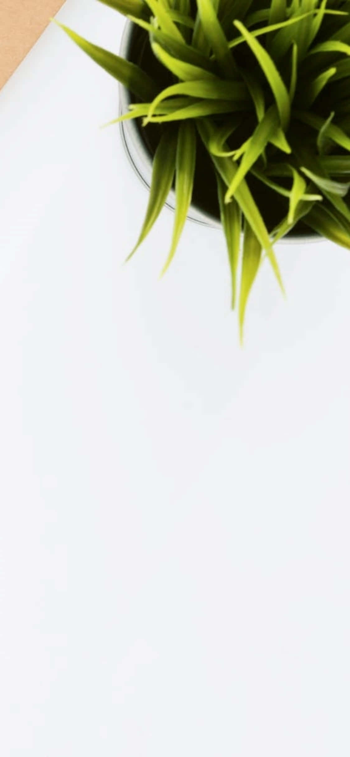 iPhone X 桌面背景：室內植物 壁紙 — 一盆充滿活力的綠色葉子植物放在深色花盆中，置於明亮的白色表面上，帶有一點米色角落。