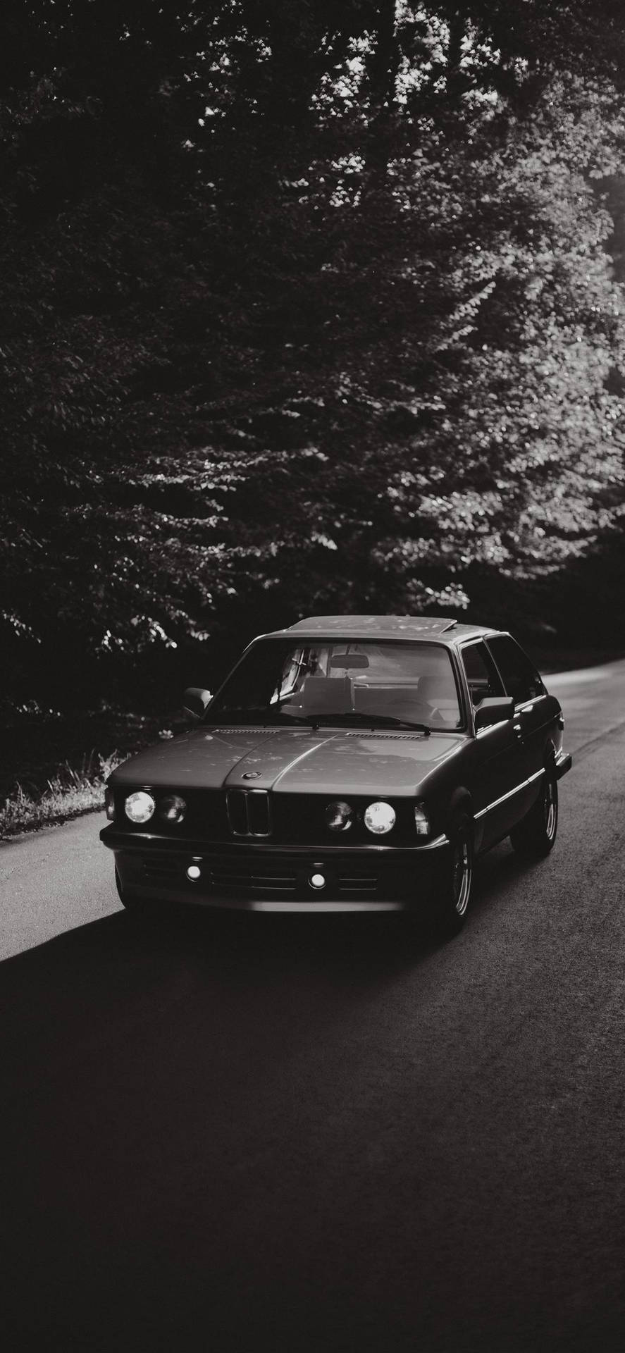 經典BMW E30房車在日落時分行駛在林間道路上。