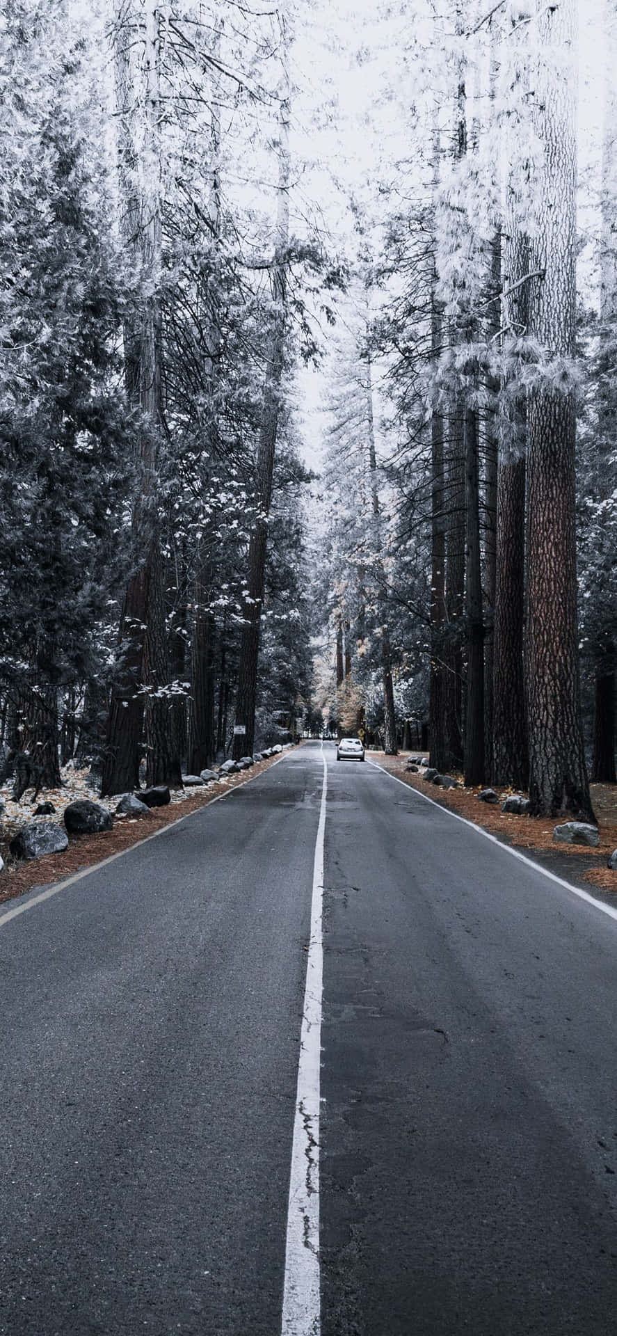 穿過高大松樹的積雪道路，遠處有一輛汽車