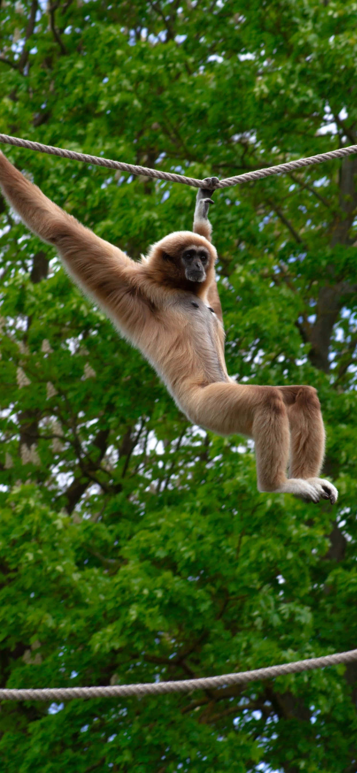入手最新 iPhone Xs Max Gibbon，邁向科技未來 壁紙 — 一隻長臂猿優雅地掛在繩子上，背景是茂密的綠樹。