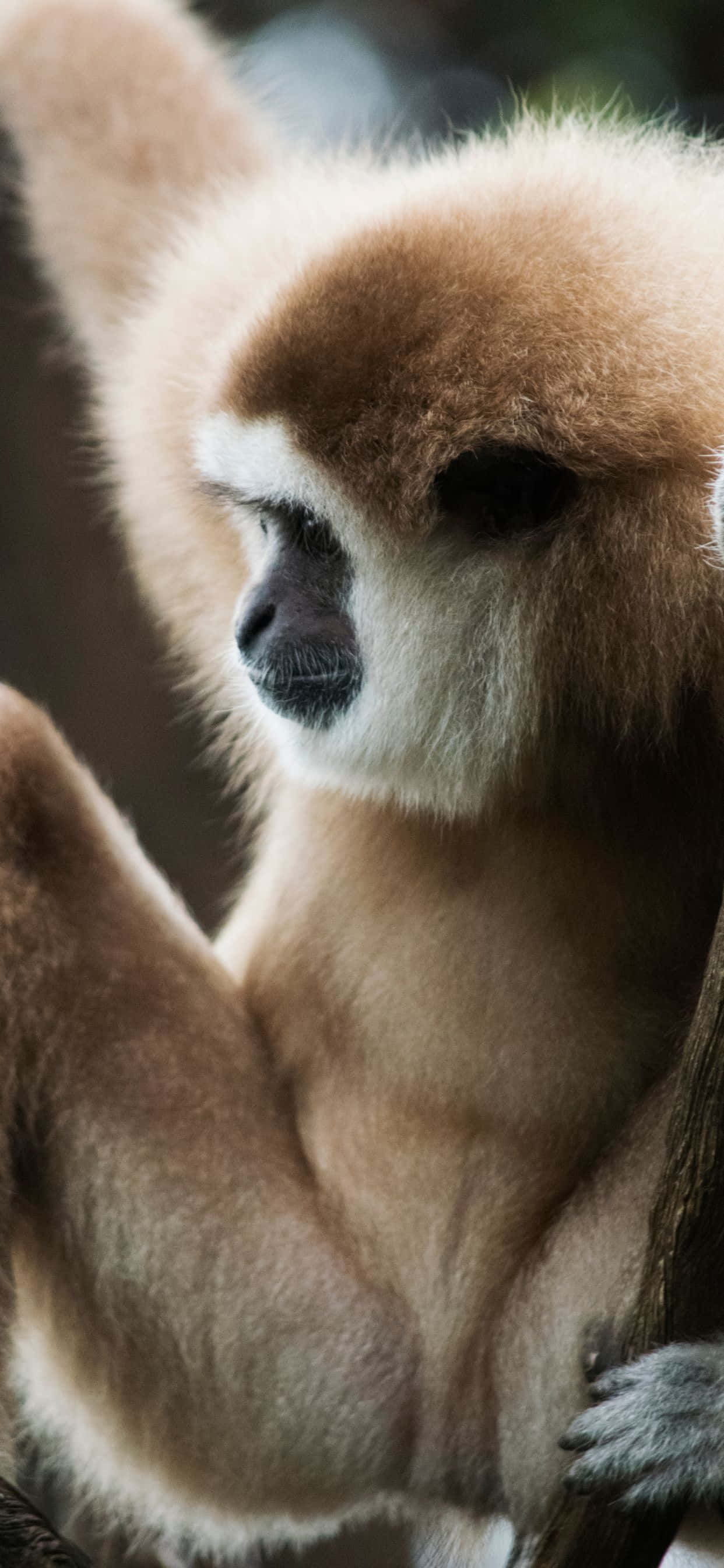從 iPhone Xs Max Gibbon 獲得靈感 壁紙 — 長臂猿嘅特寫，有柔軟嘅啡色毛同白色面部標記，企喺樹枝上。