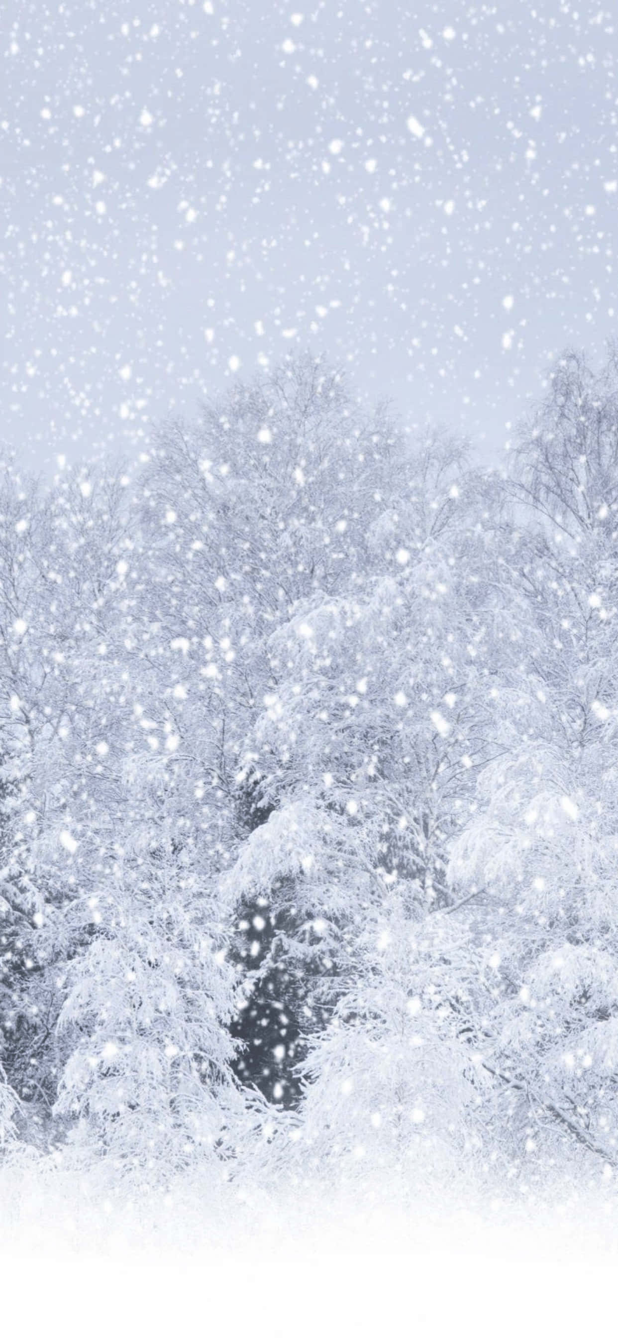 iPhone XS Max 厚雪飄落壁紙 壁紙 — 雪花輕輕飄過蒼白的天空，下方是白雪覆蓋的茂密常青樹林。