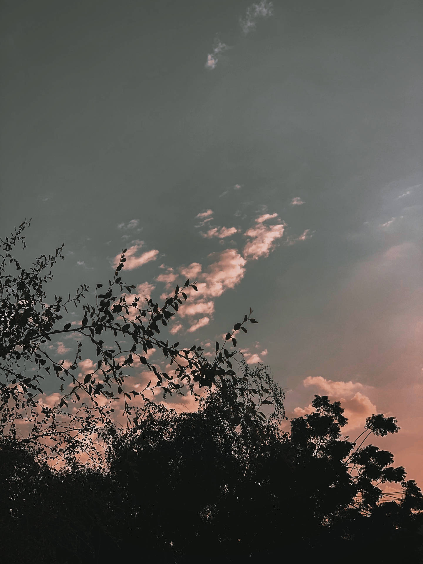 樹木剪影映襯著粉紅與灰色的暮色天空，雲朵散佈。
