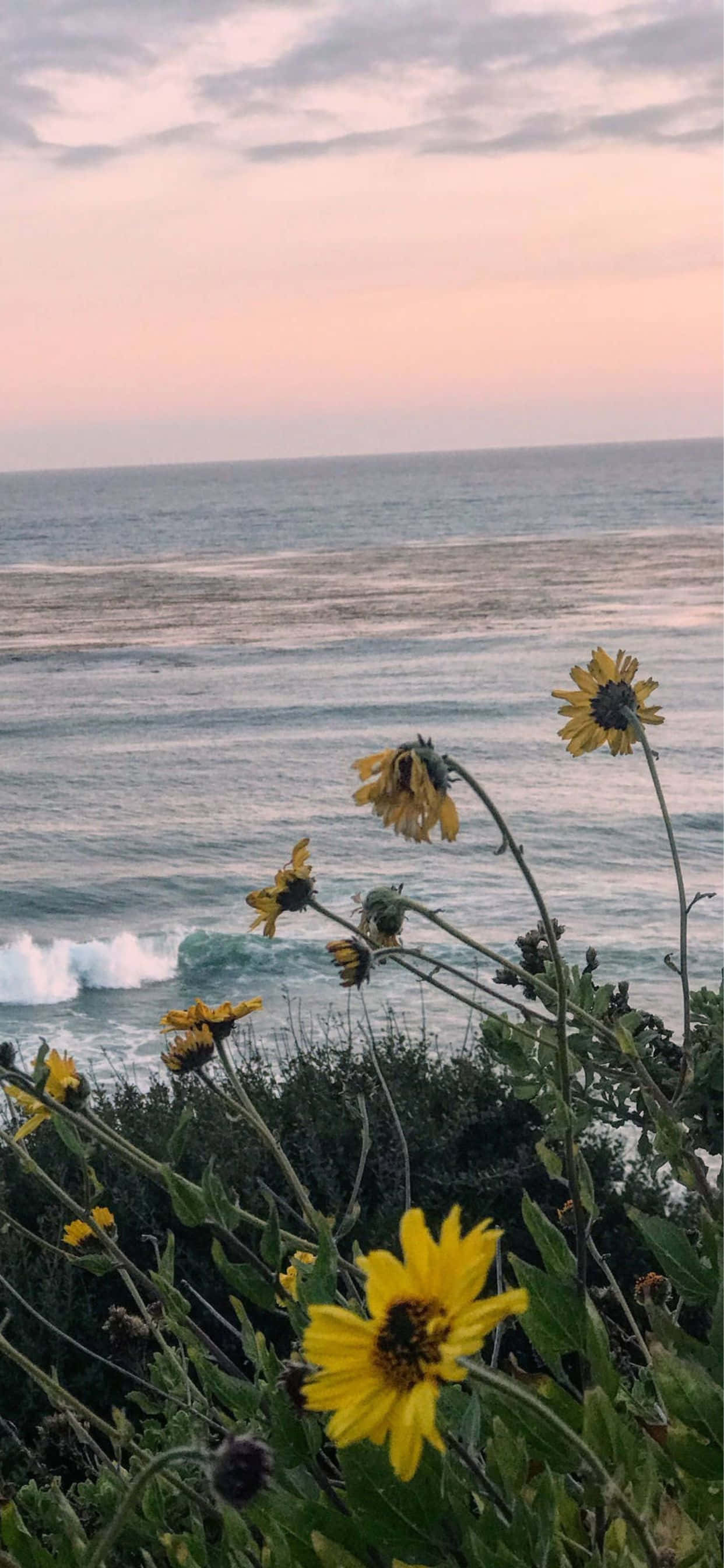 iPhone XS Max 馬里布海灘花園背景 壁紙 — 鮮豔的黃色野花在微風中搖曳，背景是寧靜的海洋和柔和的粉紅色日落。