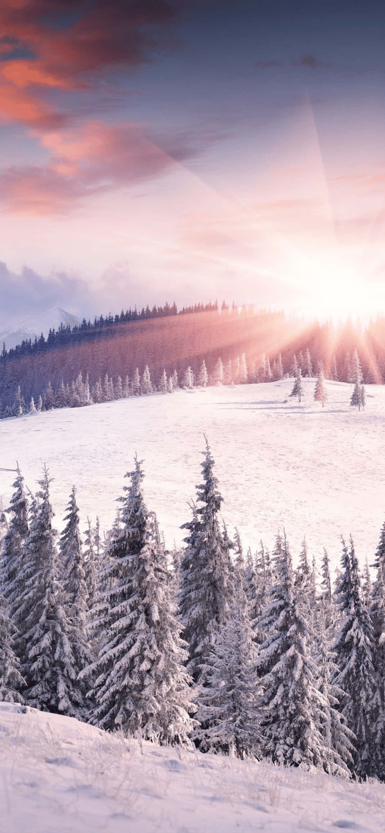 iPhone XS Max冬季背景：雪覆松林山丘 壁紙 — 陽光穿透粉紅雲層，灑落在白雪覆蓋的松樹林上，構成寧靜的冬日山景。