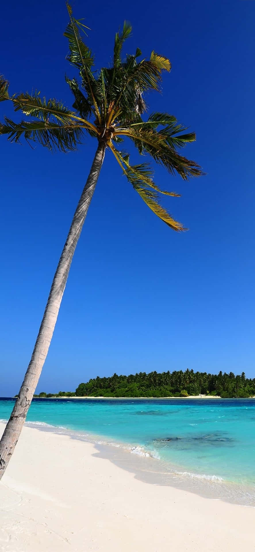熱帶海灘，有棕櫚樹和碧綠海水，藍天白雲