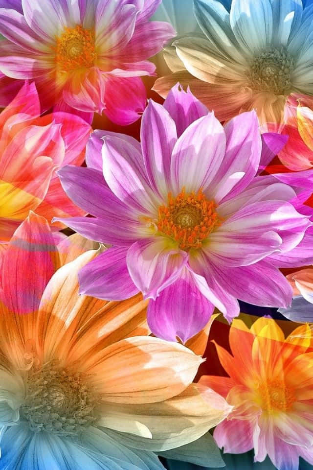 以iPhone花紋壁紙表達你對大自然的熱愛 壁紙 — 充滿活力的粉紅、橙和藍色調大麗花在色彩繽紛的特寫構圖中盛開。
