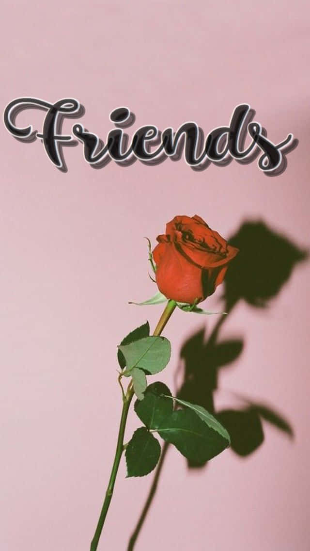 死黨享受使用iPhone 壁紙 — 一朵帶有綠葉的紅玫瑰在優雅字體書寫的「Friends」字樣下方的柔粉色牆壁上投下深色陰影。