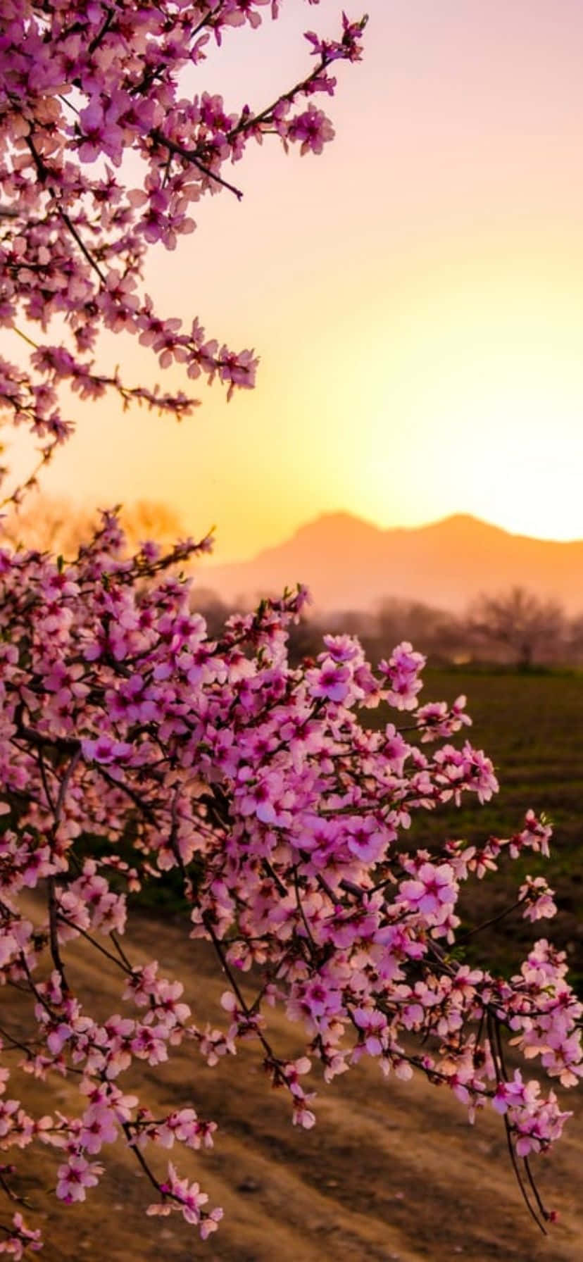 iPhone 上的鮮豔花朵與湛藍天空 壁紙 — 粉紅櫻花框住遠山和柔軟綠野上的金色日落。