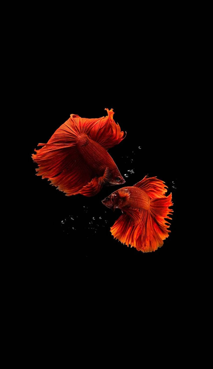 iPhone 壁紙：壯麗暹羅鬥魚 壁紙 — 兩條鮮豔的橙色鬥魚，擁有流暢的魚鰭，在純黑背景下優雅游動。
