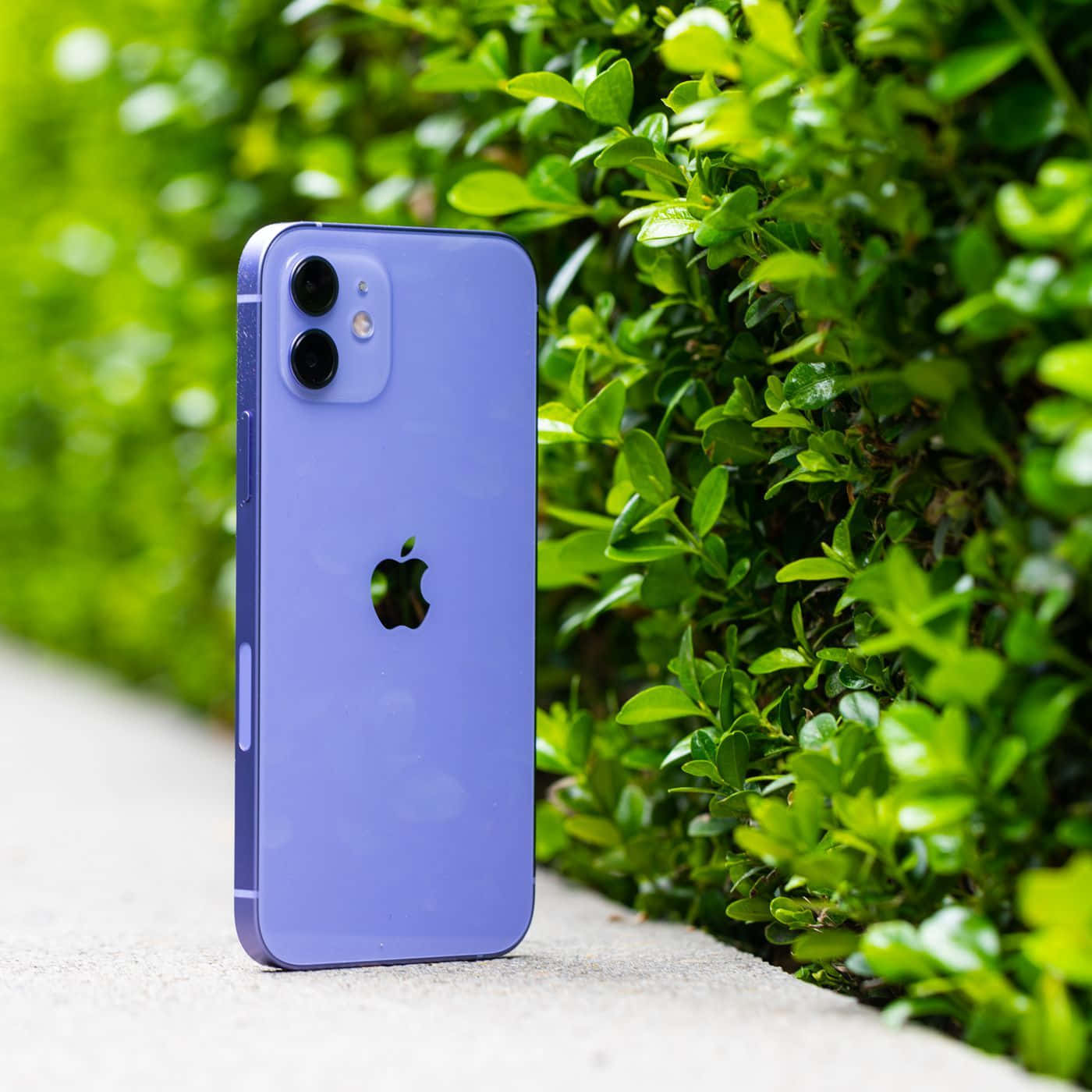 iPhone 家族最新成員 — iPhone 12 壁紙 — 一部充滿活力的紫色iPhone在明亮的日光下，直立於混凝土小徑上，旁邊是茂密的綠色植物。