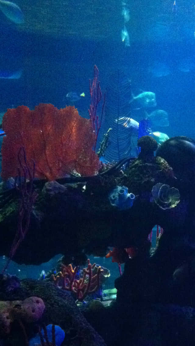 深藍色水族環境中的多彩珊瑚和魚類。