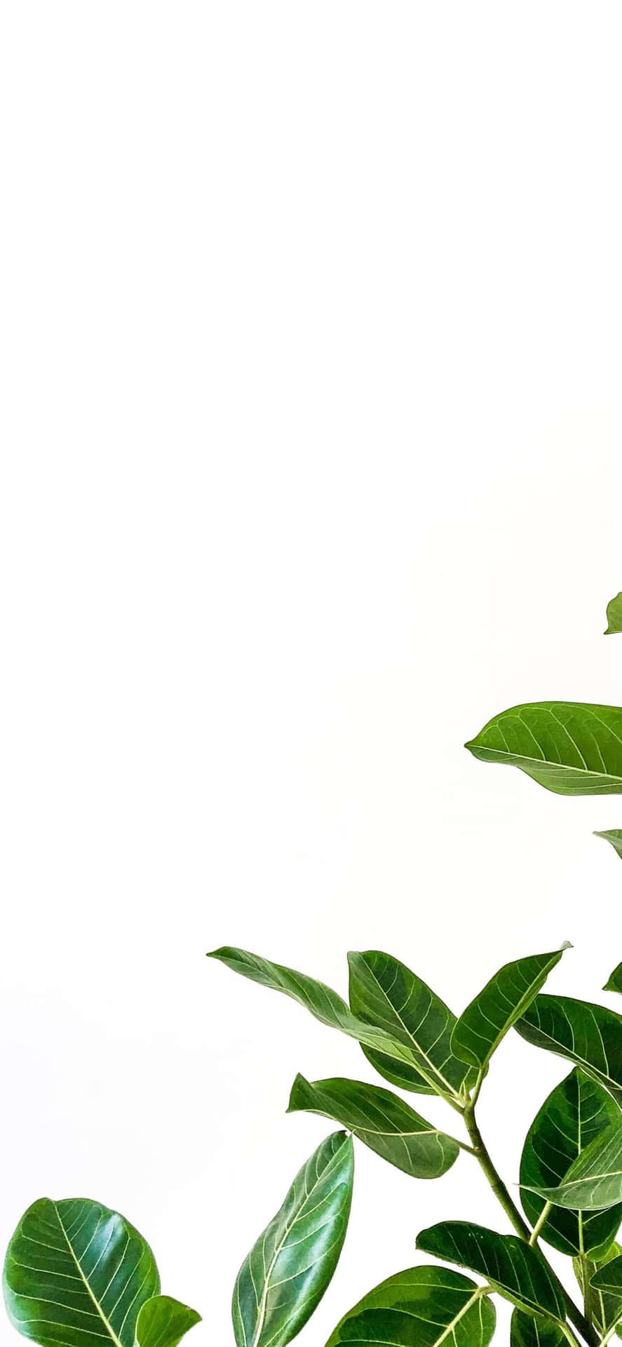 白色背景上的綠色植物葉片
