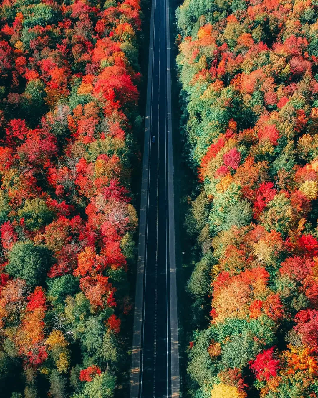 iPhone 的命運時刻 壁紙 — 一條筆直的道路穿過一片茂密的森林，森林裡燃燒著秋天的紅色、橙色和綠色的航拍圖。