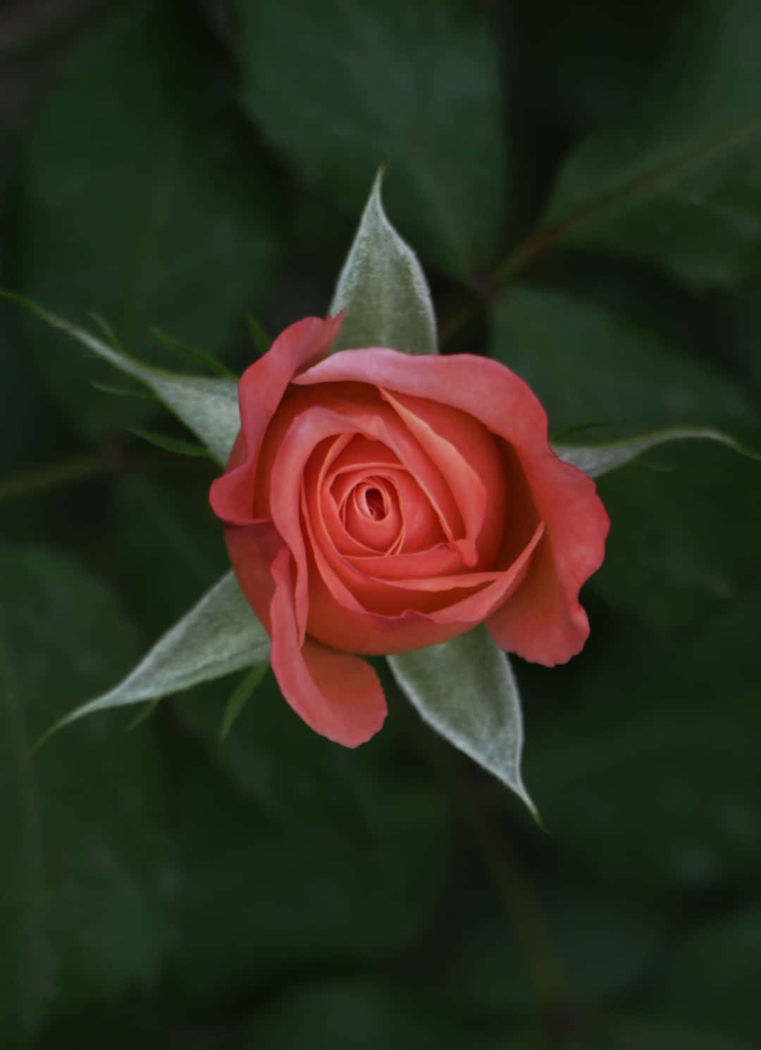 iPhone 紅玫瑰花園攝影壁紙 壁紙 — 一朵精緻的珊瑚色玫瑰花蕾在柔和模糊的綠色葉子背景中綻放。