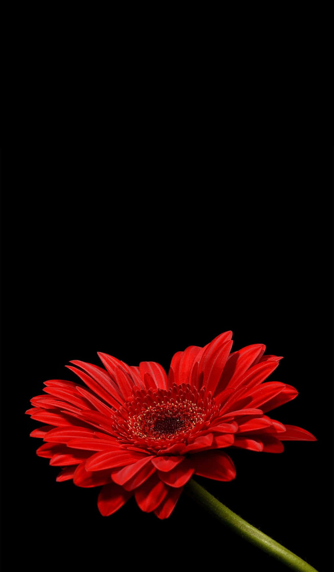 iPhone 紅色向日葵攝影壁紙 壁紙 — 一朵鮮紅的非洲菊在漆黑的背景下綻放，帶有戲劇性的燈光效果。