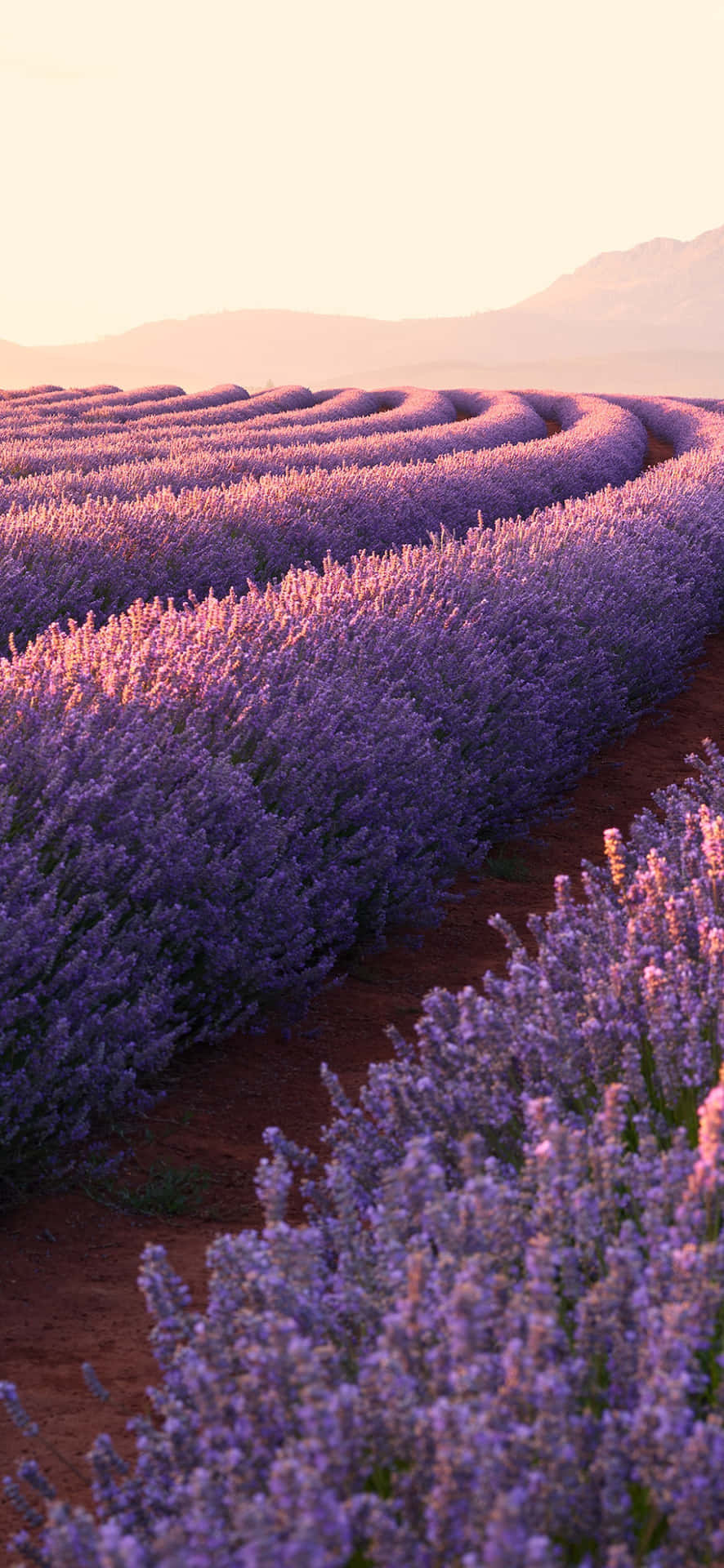 蜿蜒的薰衣草行列沐浴在金色夕陽光中，遠山相伴。