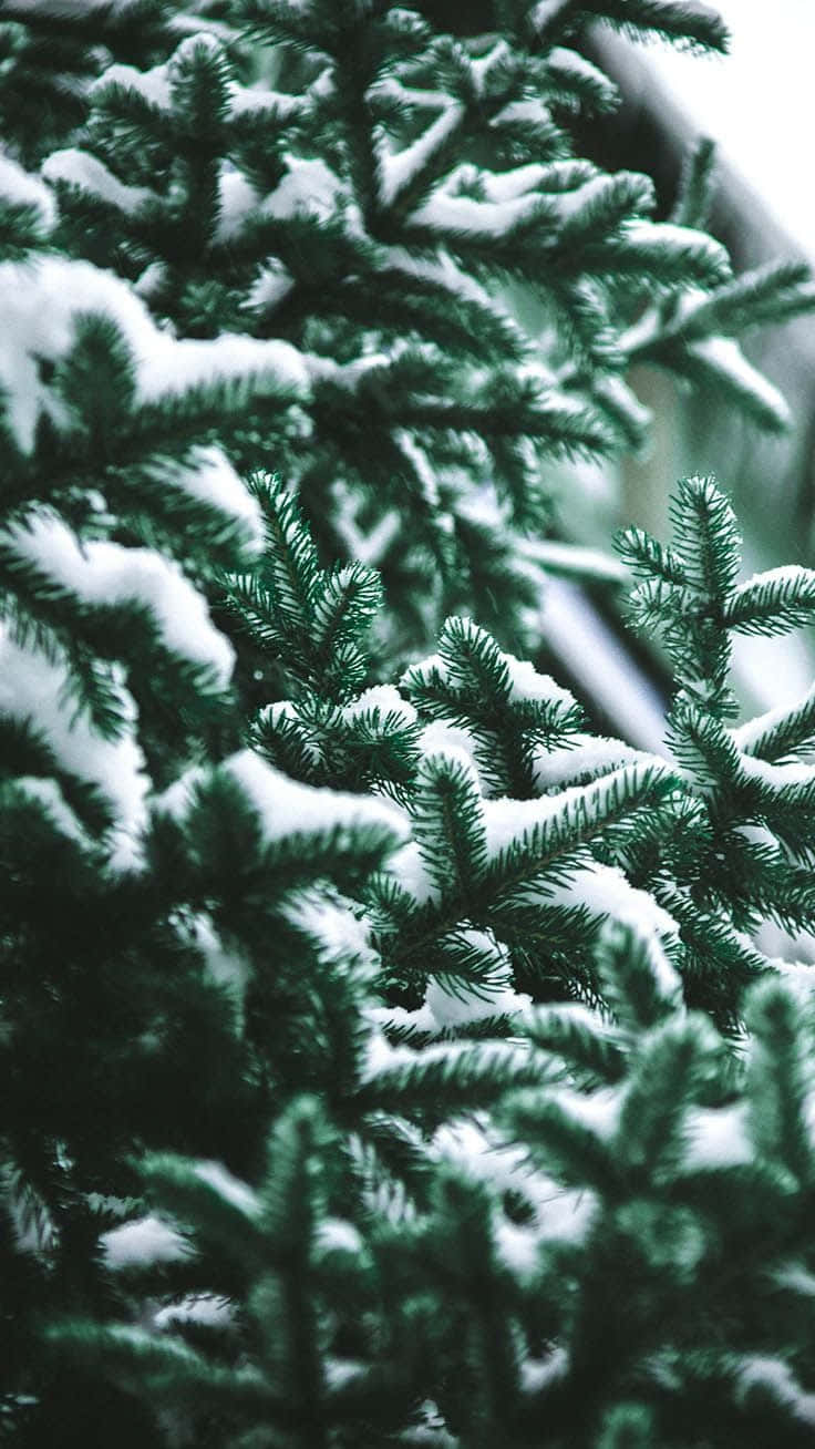 冬天被雪覆蓋的常綠樹枝
