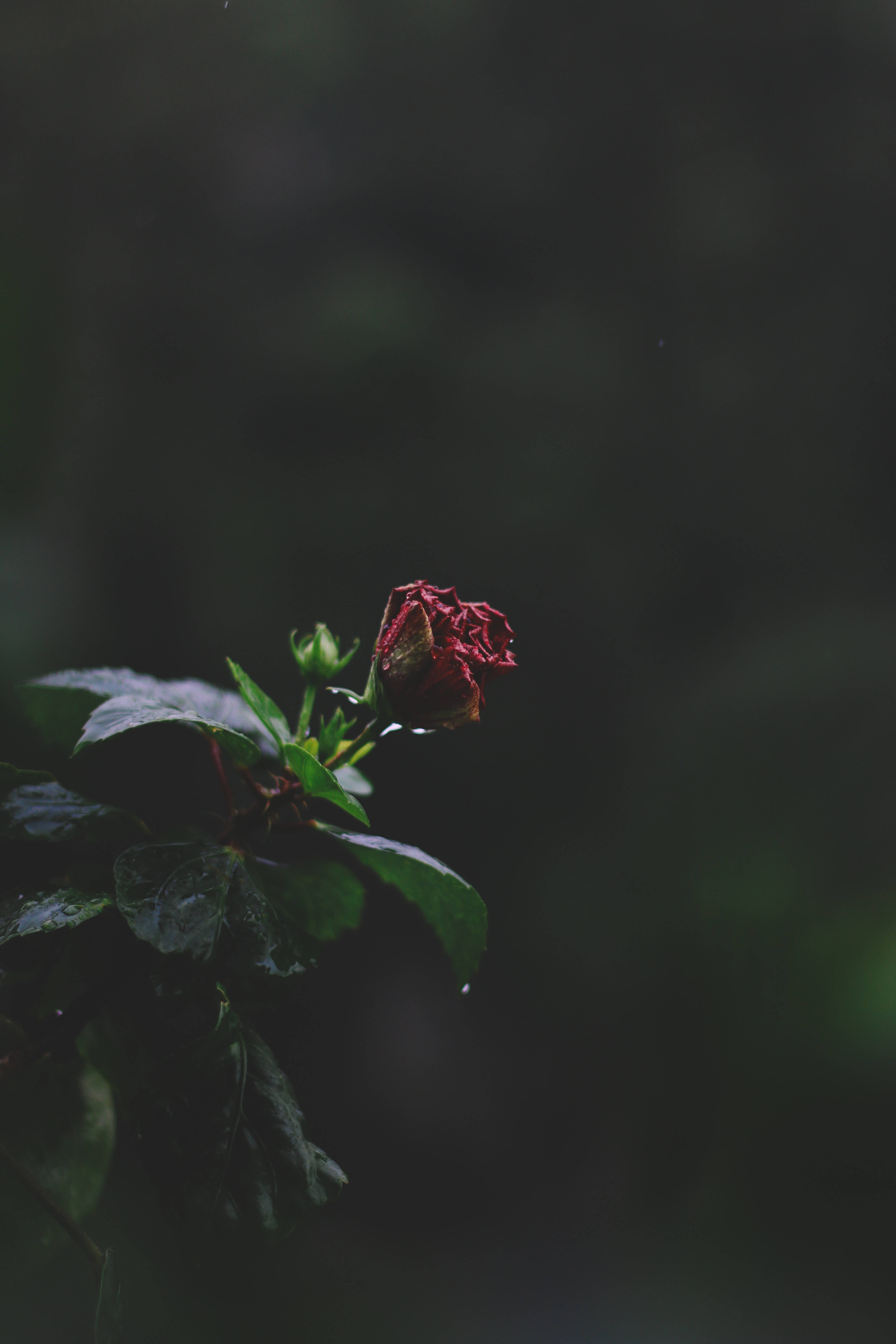 iPhone 解鎖畫面雨中花朵特寫 壁紙 — 一朵枯萎的紅色木芙蓉花在黑暗模糊的森林背景下優雅地低垂。