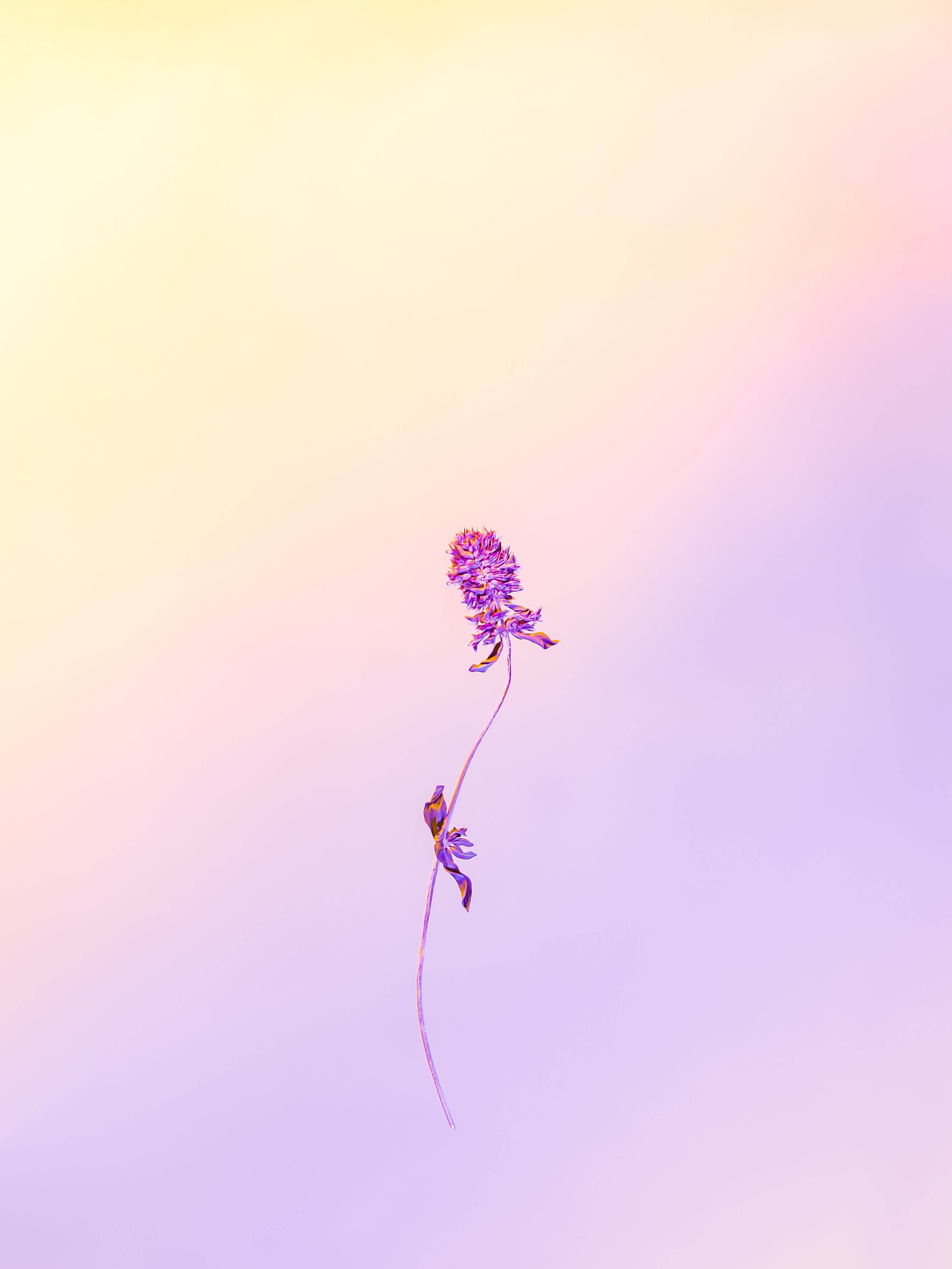 iPhone 解鎖螢幕薰衣草 壁紙 — 一朵纖細的紫色花朵，帶有細長的莖，漂浮在黃色和薰衣草色的柔和漸變天空上。