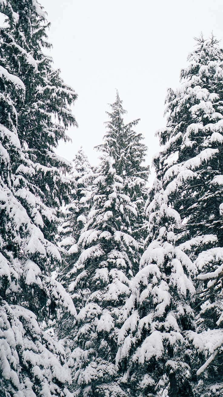 寂靜冬日森林中積雪的松樹。