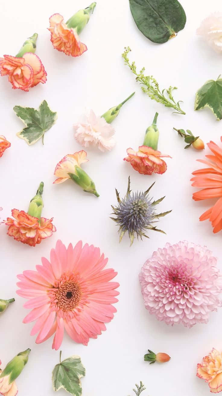 一個在白色背景上擺放彩色花朵和綠色葉子的平鋪構圖。