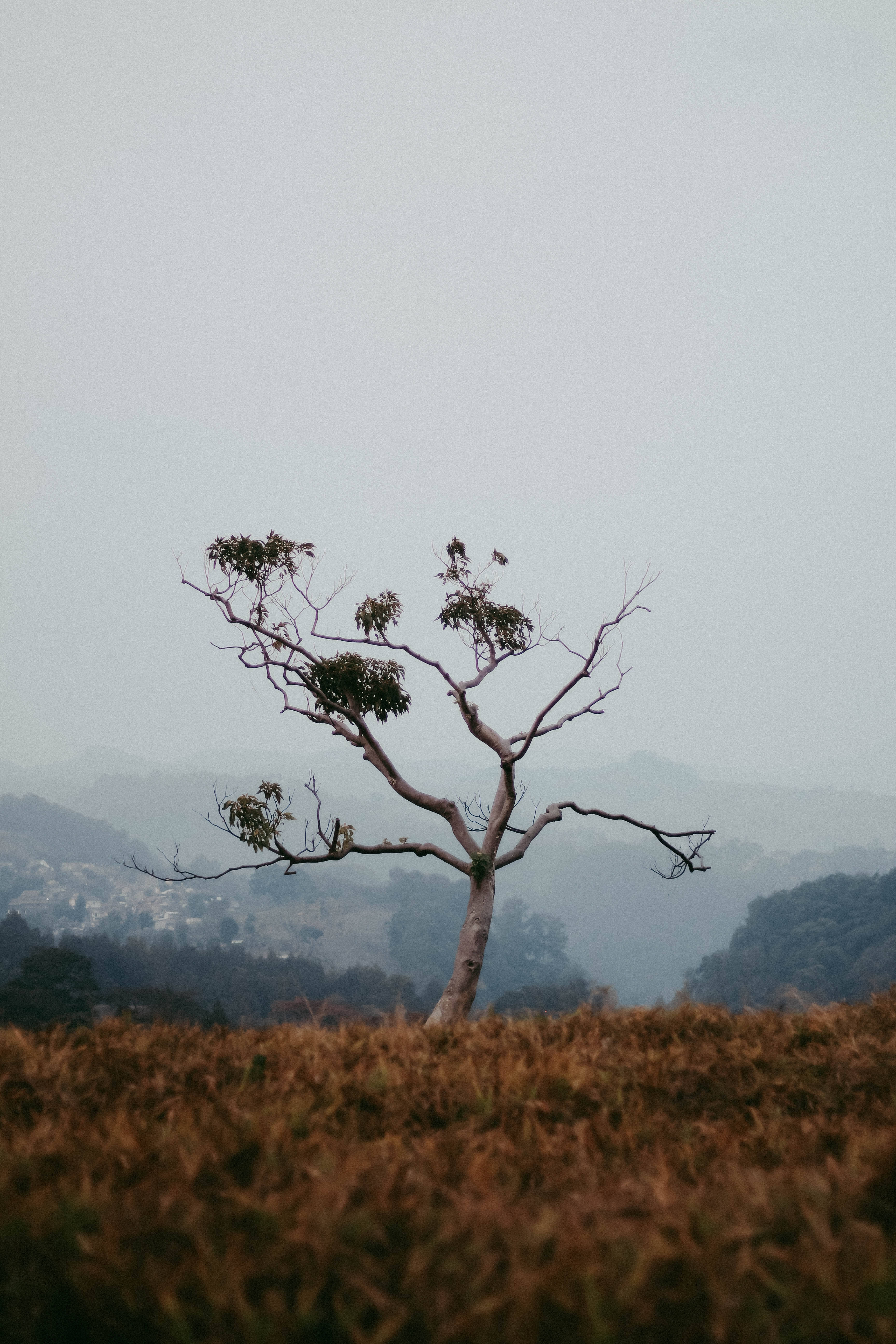 iPhone鎖屏孤樹圖 壁紙 — 一棵孤獨的骨架狀樹木，長著稀疏的綠葉，矗立在乾燥的棕色草地上，背景是朦朧的山巒。