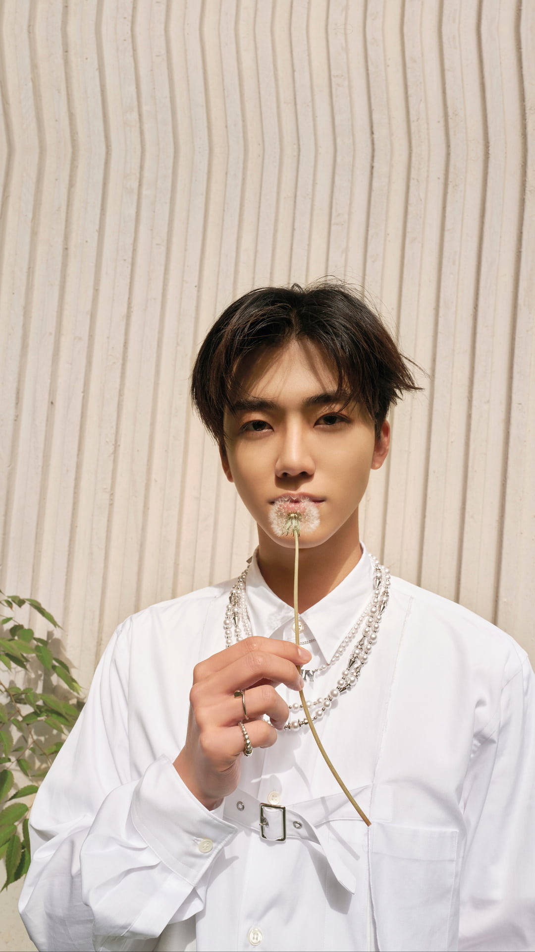 Jaemin NCT 拿蒲公英 壁紙 — 一位身穿白襯衫的年輕男子，將蒲公英放在唇邊，背景是帶有紋理的米色牆壁，附近有綠植。