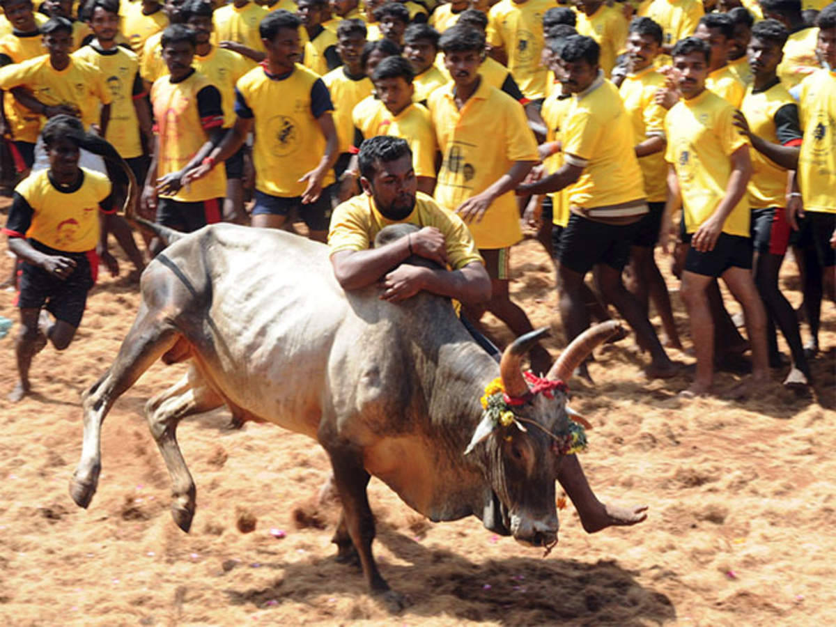 Jallikattu 公牛馴服節 壁紙 — 一名男子騎著一頭裝飾過的公牛，一群穿著黃色襯衫的人群在塵土飛揚的地面上傳統的鬥牛比賽中奔跑在旁。