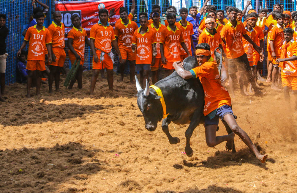 Jallikattu 收穫節慶 壁紙 — 一名身穿橙色球衣的男子在充滿活力的奔牛活動中，緊緊抓住一頭正在衝刺的黑牛，牛在塵土飛揚的沙地上跳躍。