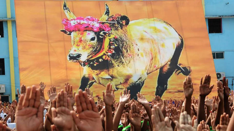 Jallikattu 的刺激衝擊 壁紙 — 一群人群舉手面向一幅巨大的橫幅，上面描繪了一頭裝飾著粉紅色花朵和彩色油漆的公牛。