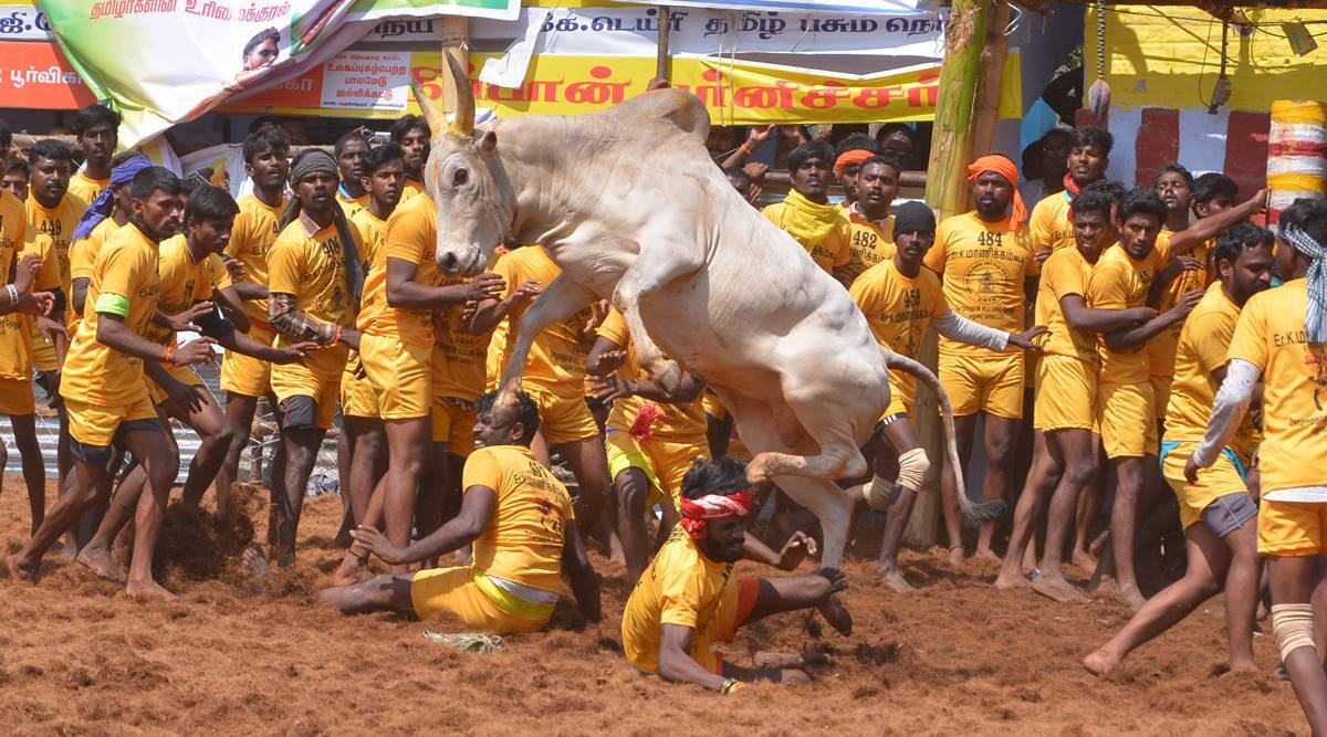 Jallikattu 節慶中的白色公牛 壁紙 — 一頭強壯的白公牛跳過泥濘的地面，身穿黃色制服的男人們在充滿活力的文化節日中與牠搏鬥並按住牠。