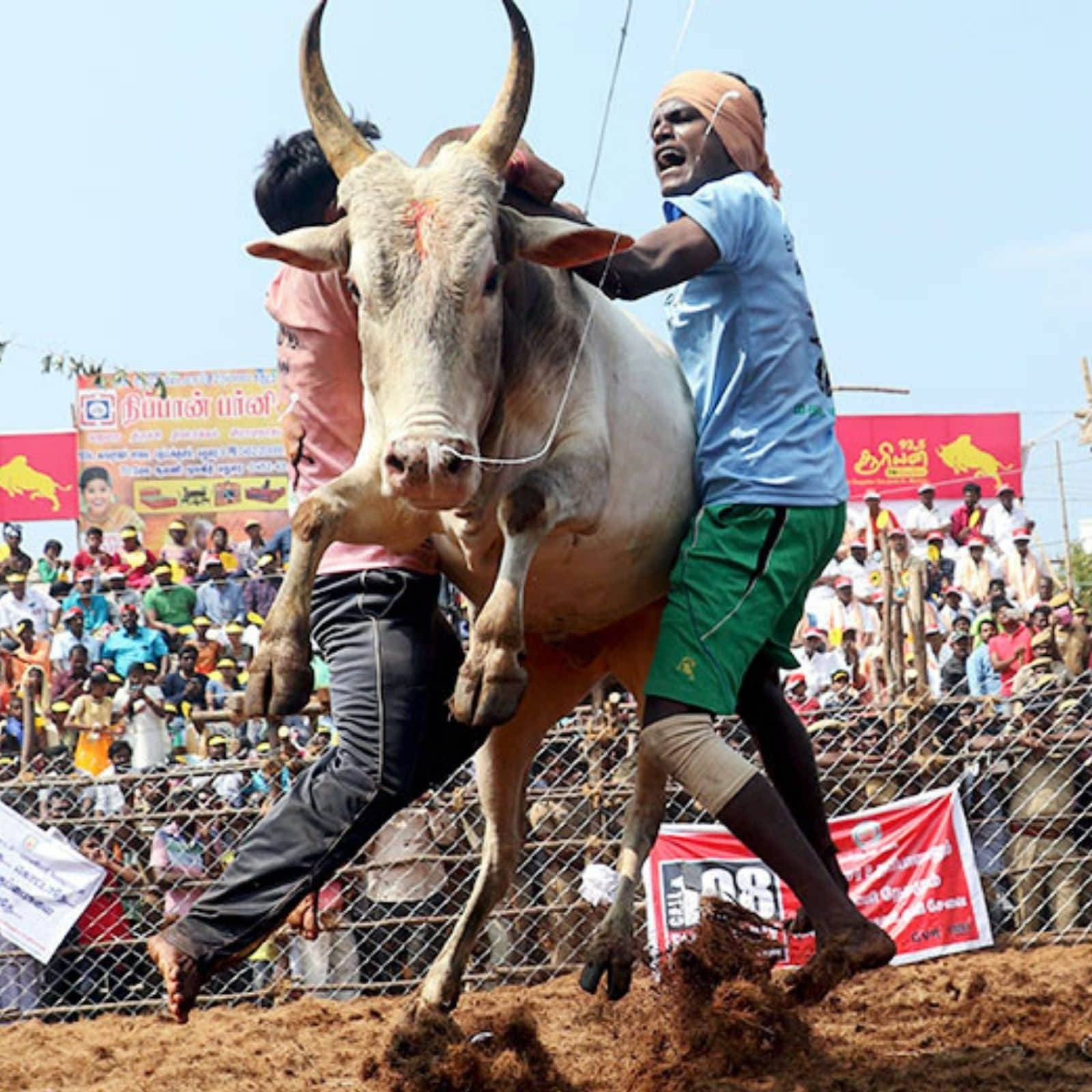 Jallikattu 節慶公牛馴服 壁紙 — 兩名男子在塵土飛揚的競技場上與一頭衝鋒的公牛搏鬥，人群在圍欄後觀看，天空湛藍。