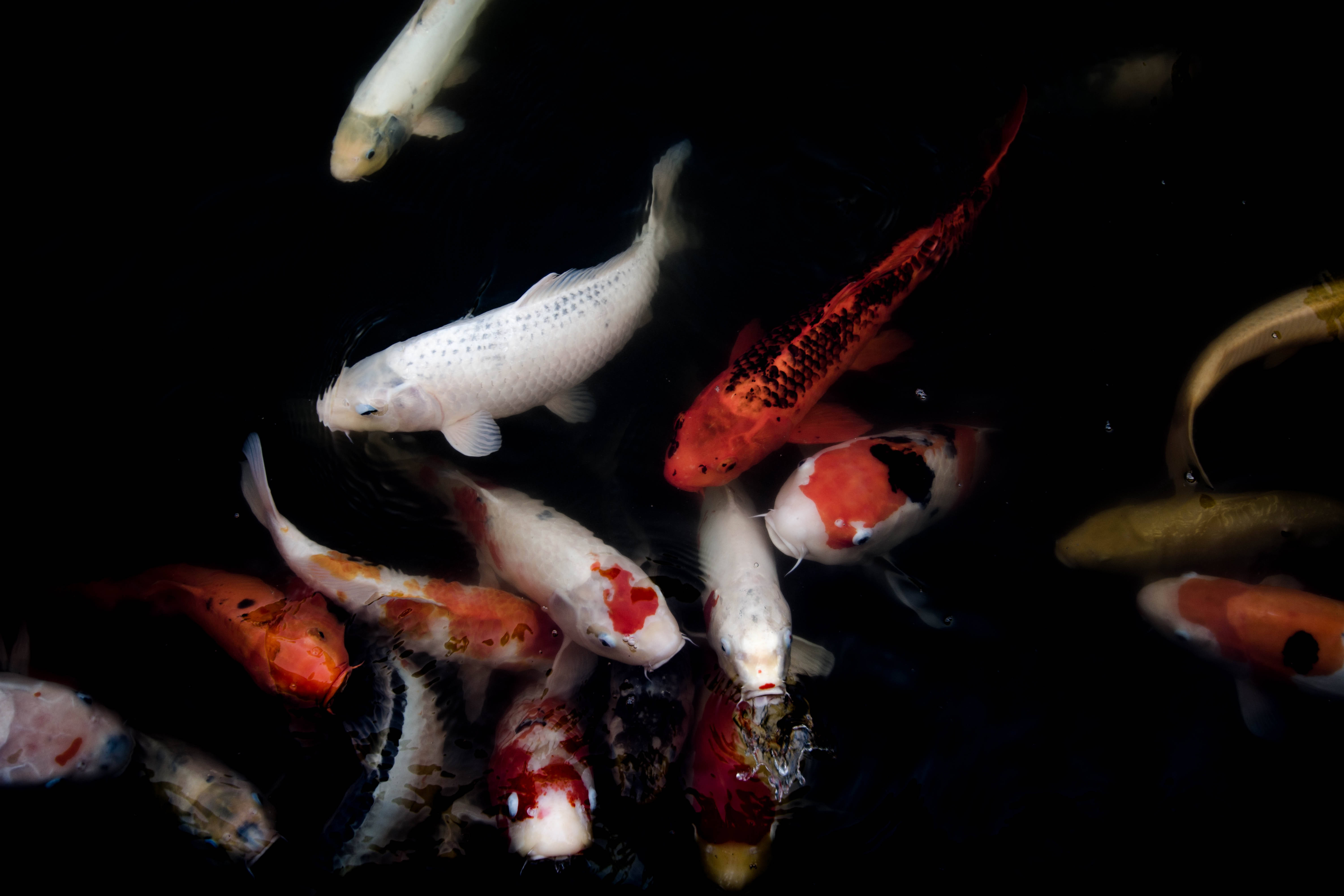 日本高畫質橙白鯉魚