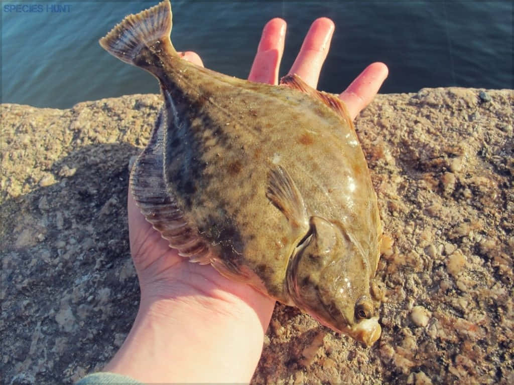  壁紙 — 一隻手喺陽光普照嘅岩石海岸線前，拎住一條有斑駁啡色同綠色鱗片嘅比目魚。
