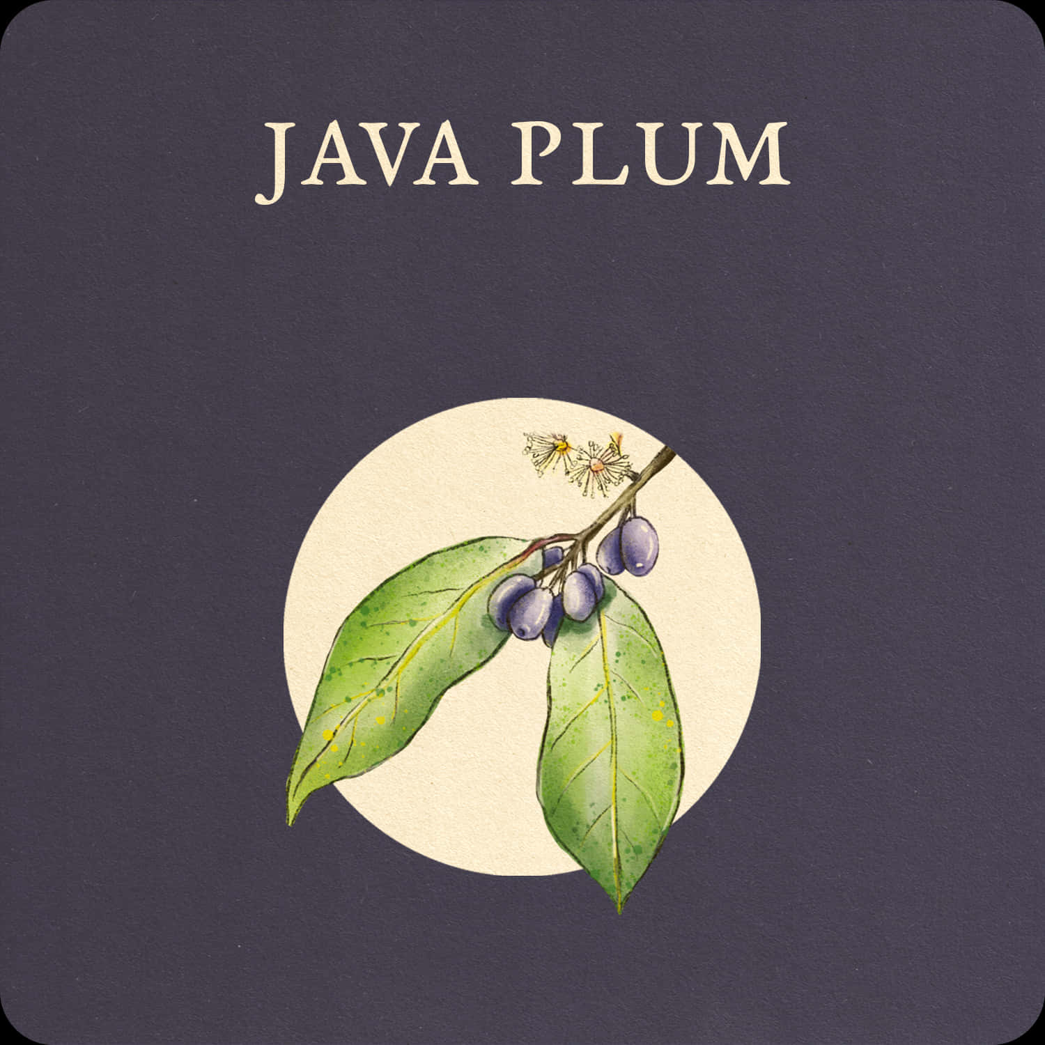 Java 梅枝條植物圖鑑設計 壁紙 — 水彩插圖，描繪一枝爪哇李樹枝，帶有綠色葉子和紫色果實，置於深紫色背景上的奶油色圓圈內。