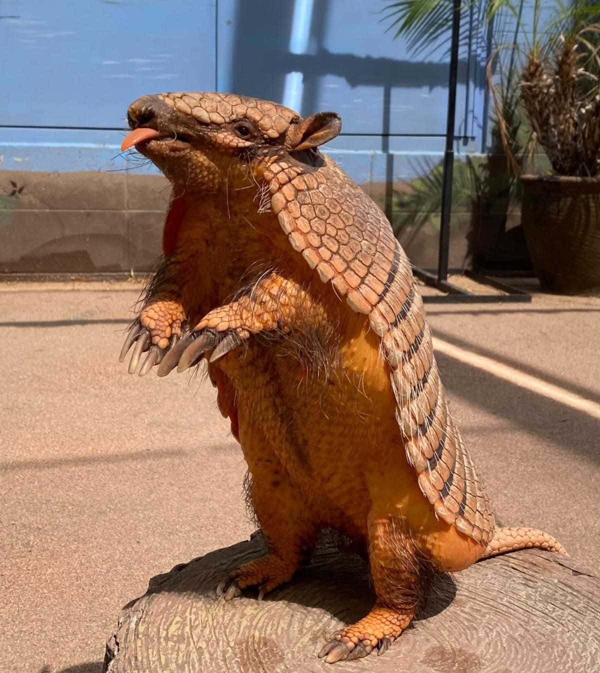 armadillo 桌布 壁紙 — 一隻巨型犰狳喺有玻璃牆同盆栽植物嘅陽光充足動物園圍欄入面，企喺木頭上面。