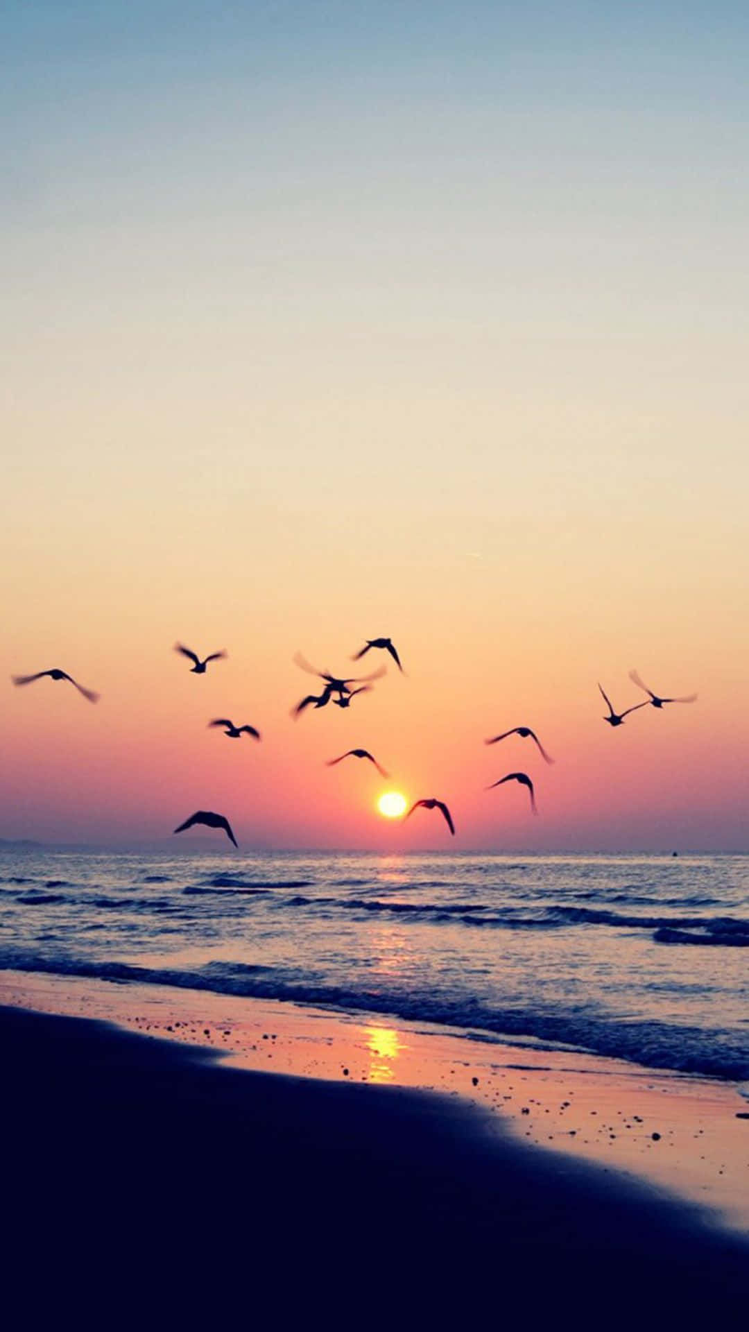 Coastal Sunset 桌布 壁紙 — 剪影鳥兒在寧靜的海灘上空翱翔，夕陽以火熱的橙色和粉紅色調落下。