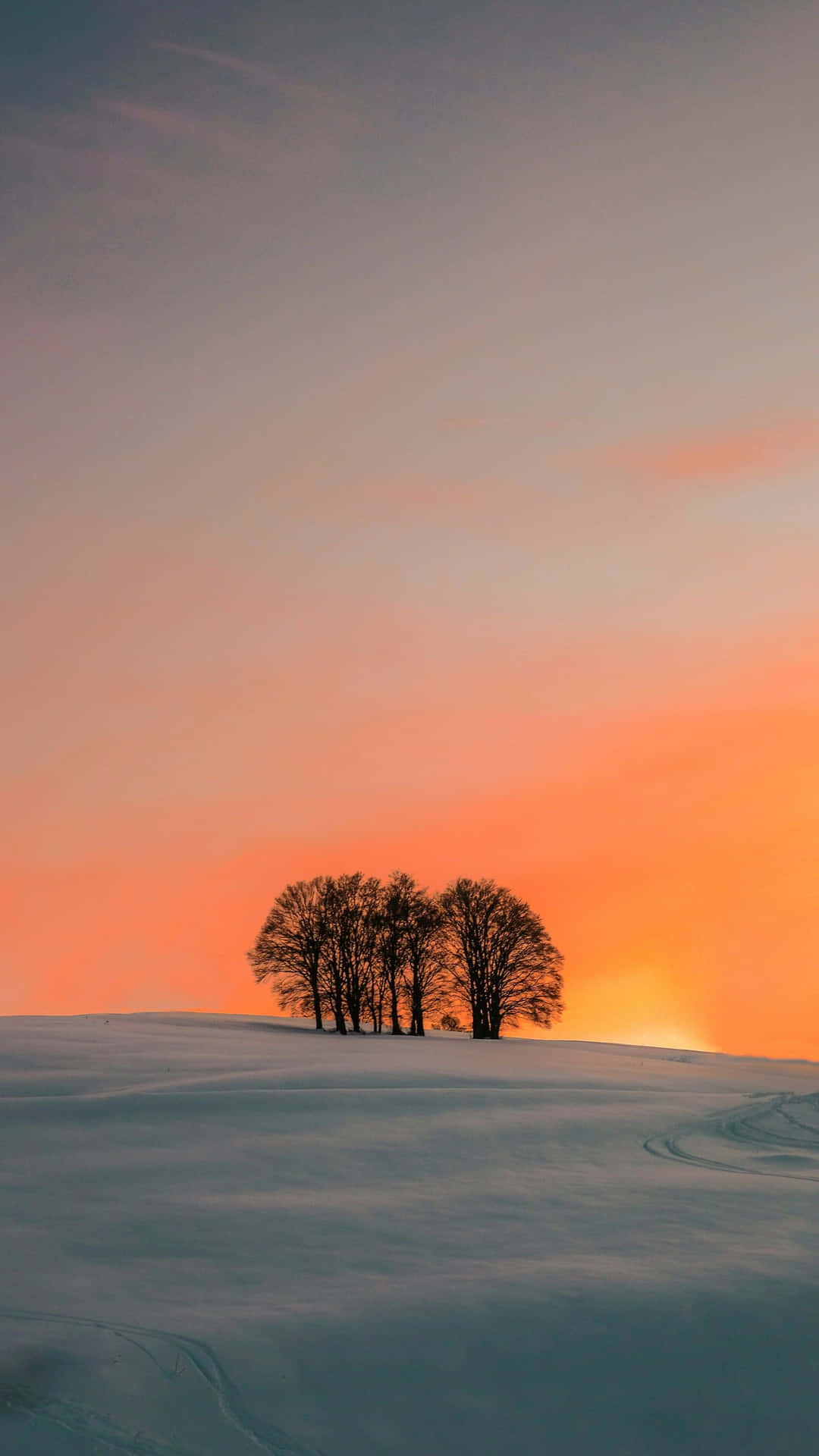  壁紙 — 剪影樹木矗立在積雪覆蓋的山丘上，鮮豔的橙色夕陽渲染天空。