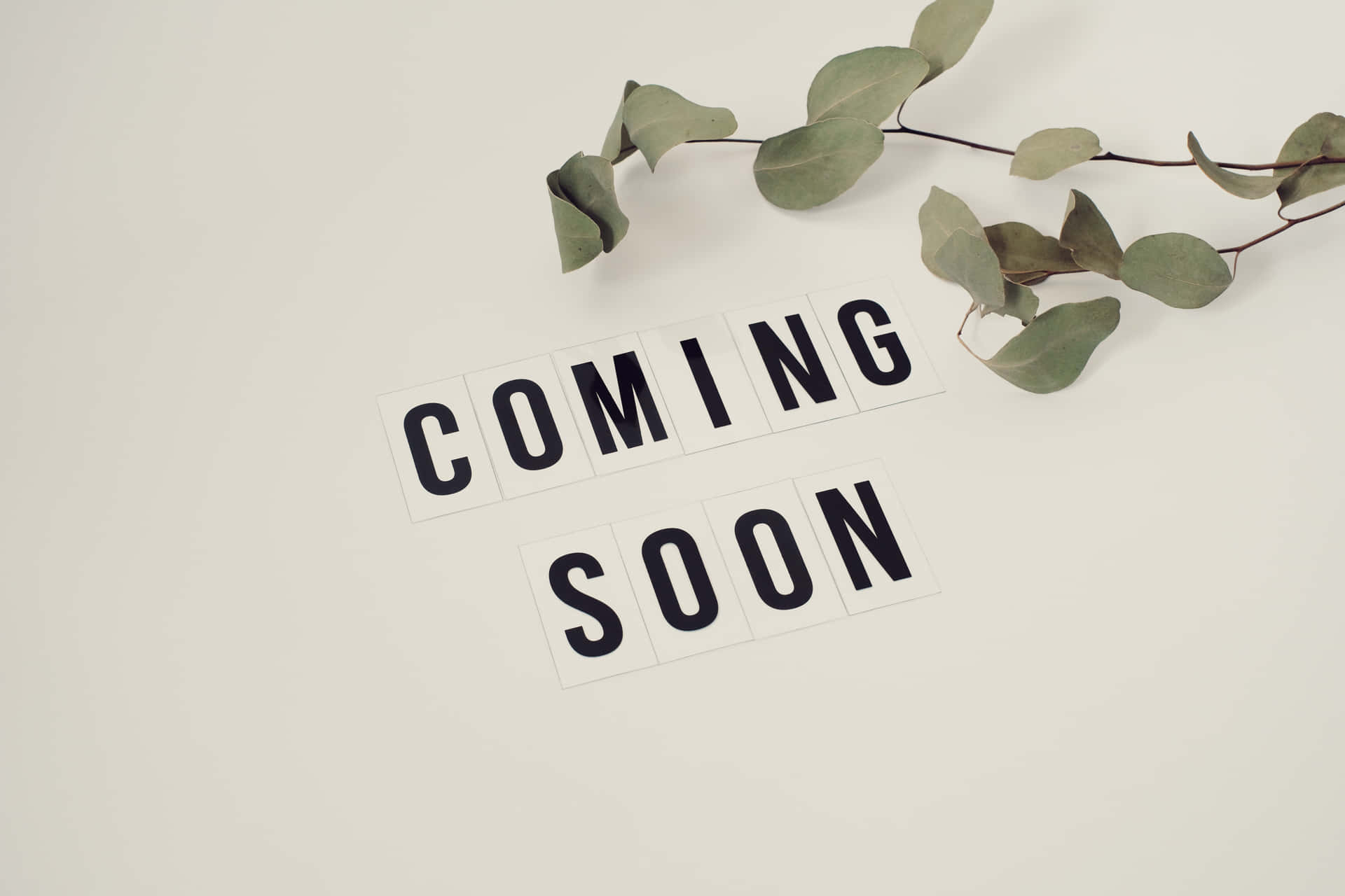 米色表面上拼出coming soon的文字瓷磚搭配尤加利枝條。