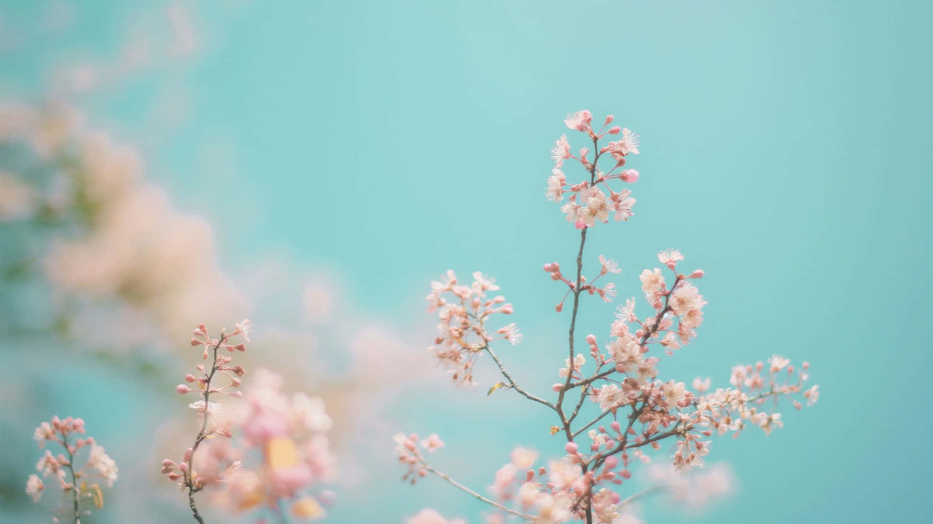  壁紙 — 嬌嫩的粉紅櫻花在纖細的枝條上綻放，襯托著柔和藍綠色天空和模糊的花卉背景。