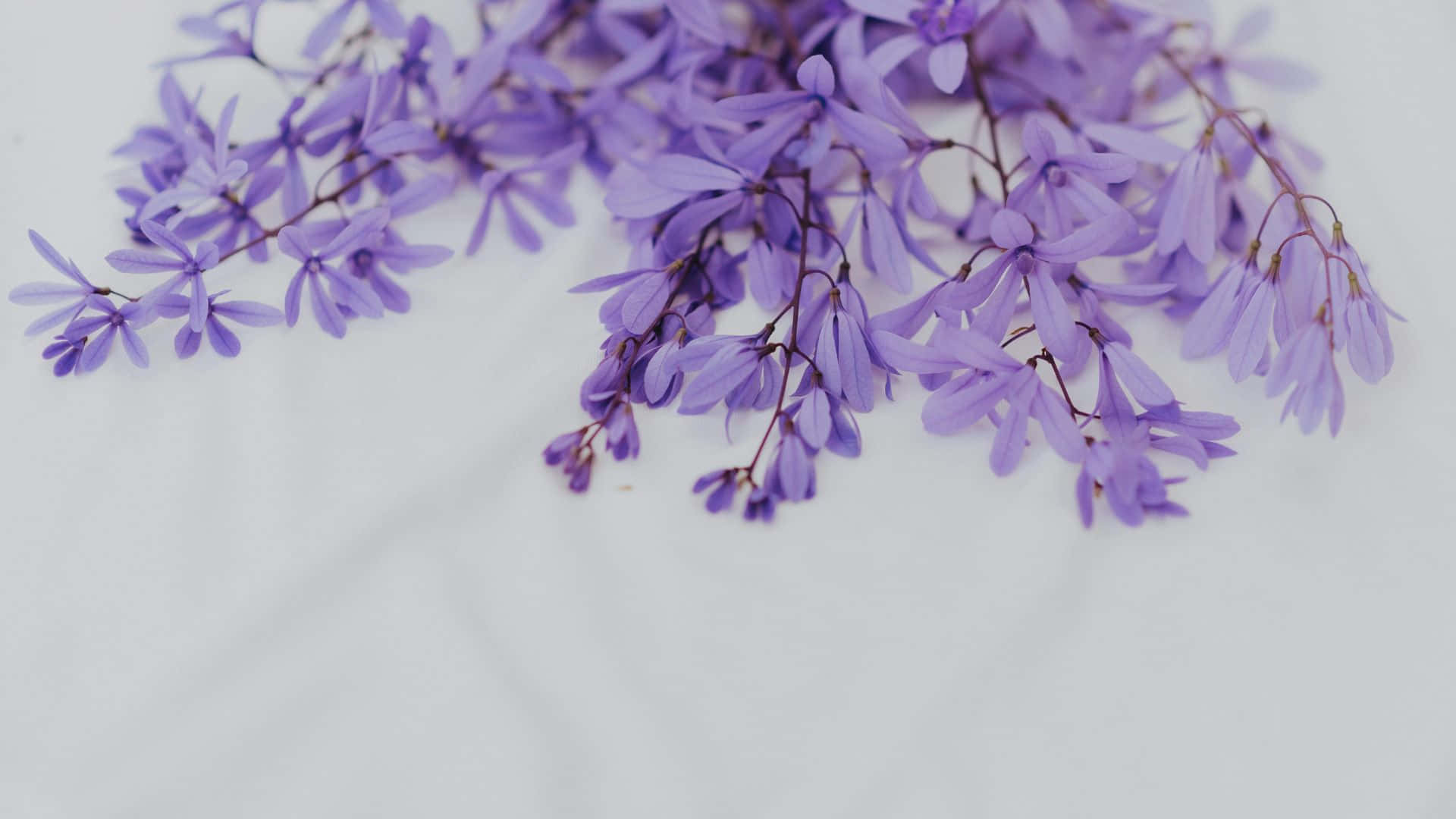  壁紙 — 精緻的紫色花朵，花瓣纖細，優雅地垂落在柔軟的白色紋理表面上。