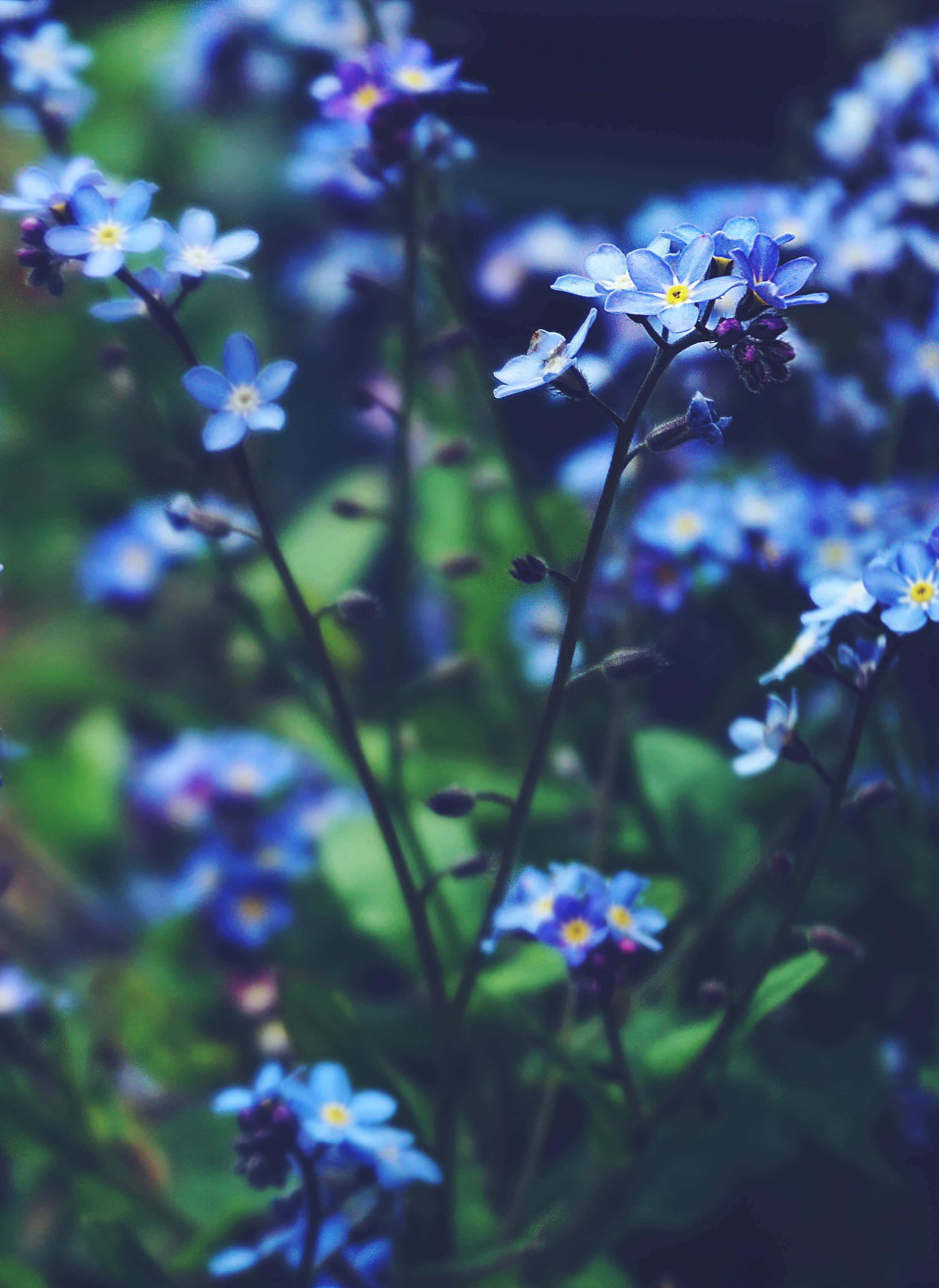 Wildflower 桌布 壁紙 — 精緻的藍色勿忘我花，黃色花心，在模糊的綠色背景下柔和綻放。
